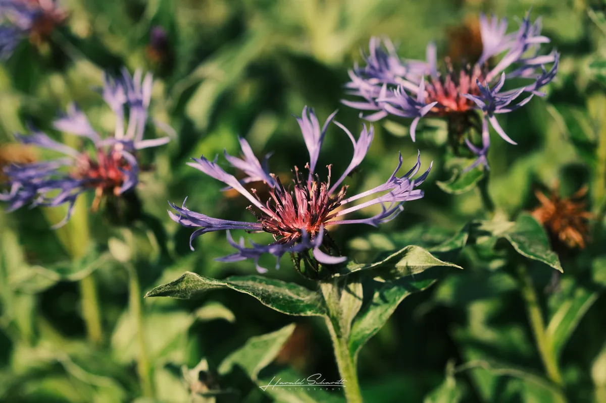 Several purple cornflowers in close-up, red centres, warm evening light, lush green background.