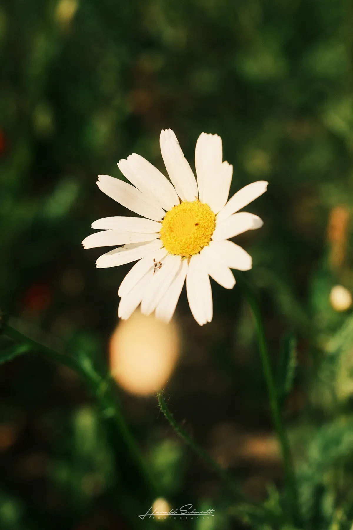 A white ox-eye daisy in close-up against a dark green background, a tiny insect visible on one petal.