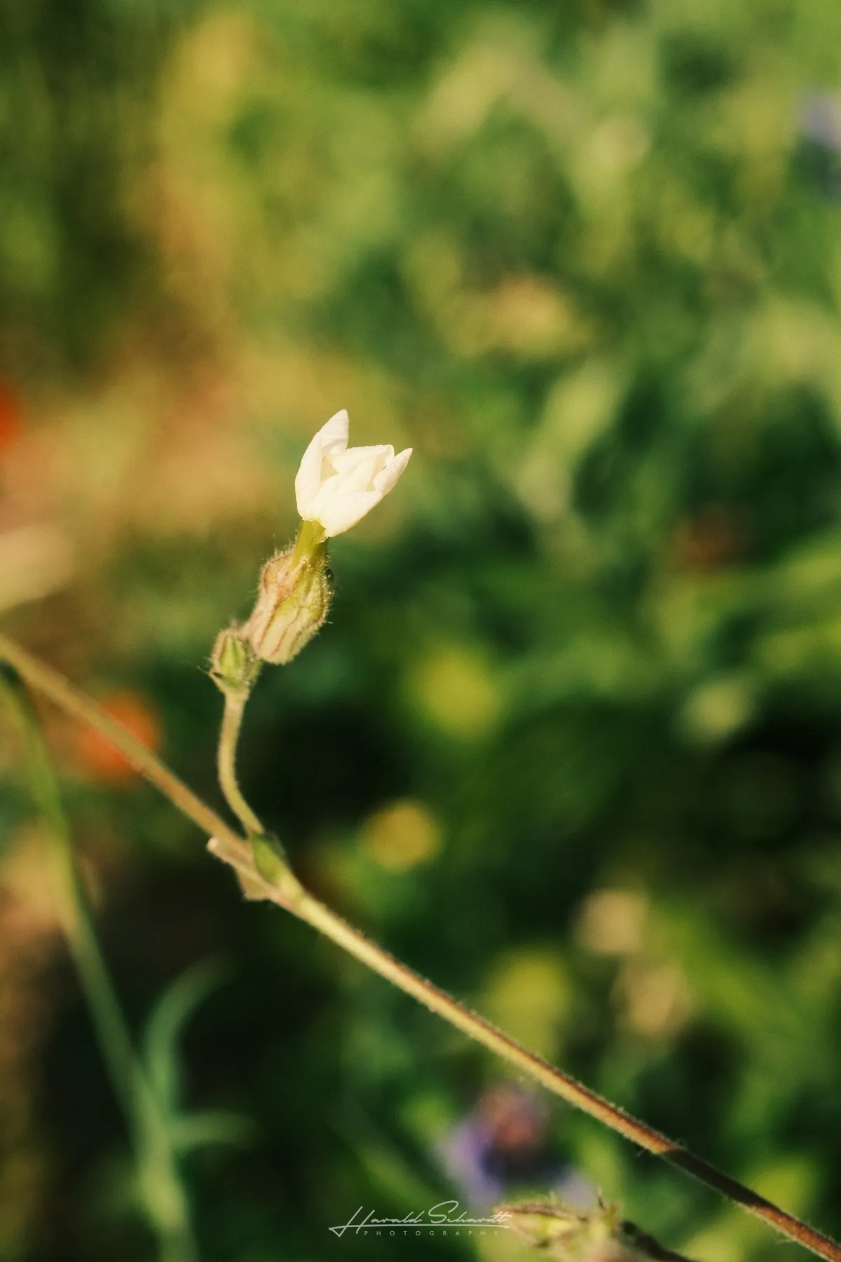 tiny white flower on a thin stem, caught in warm evening light against a green bokeh background.