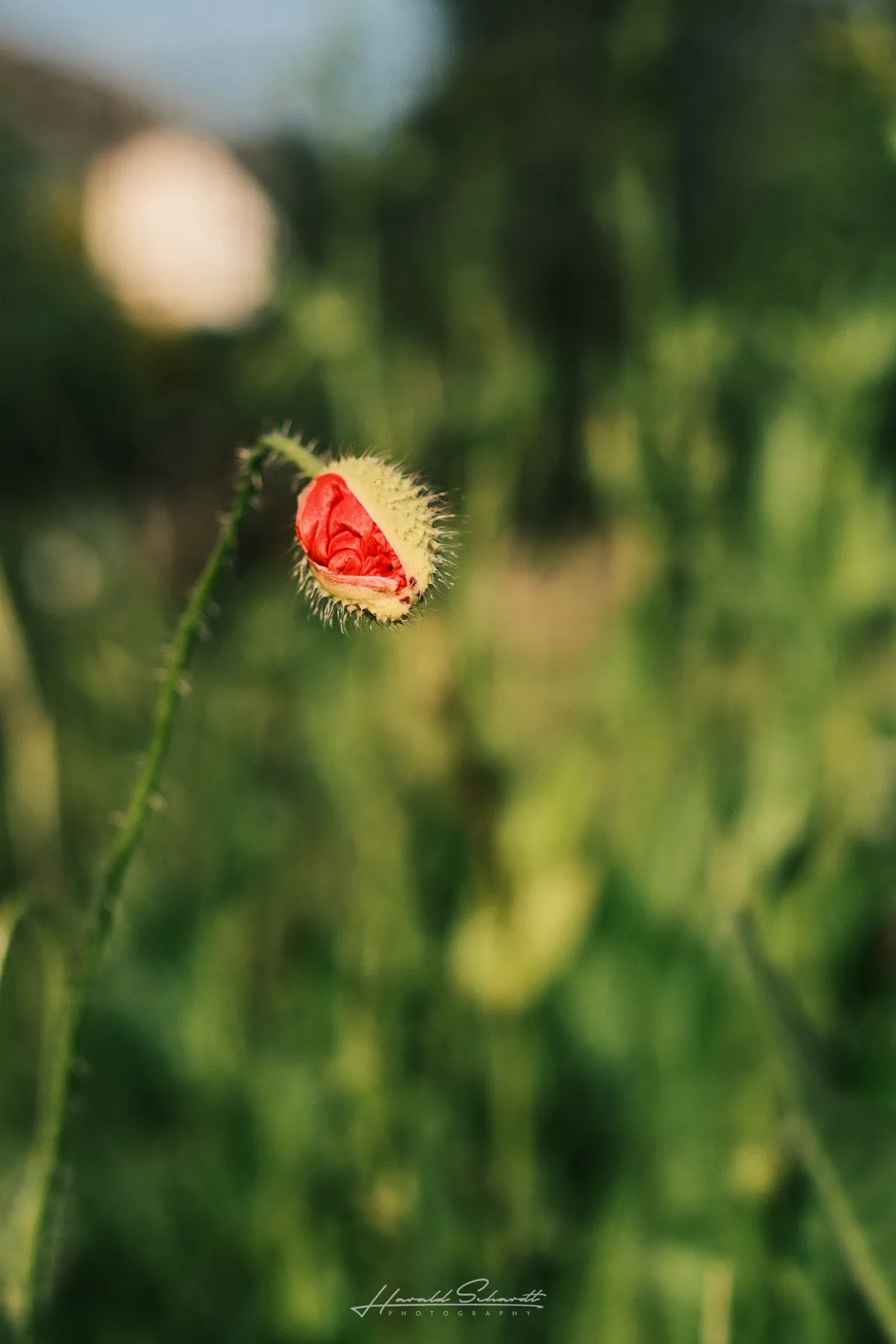A red poppy bud just opening, hairy green sepals still partially wrapped around it, blurred garden background.