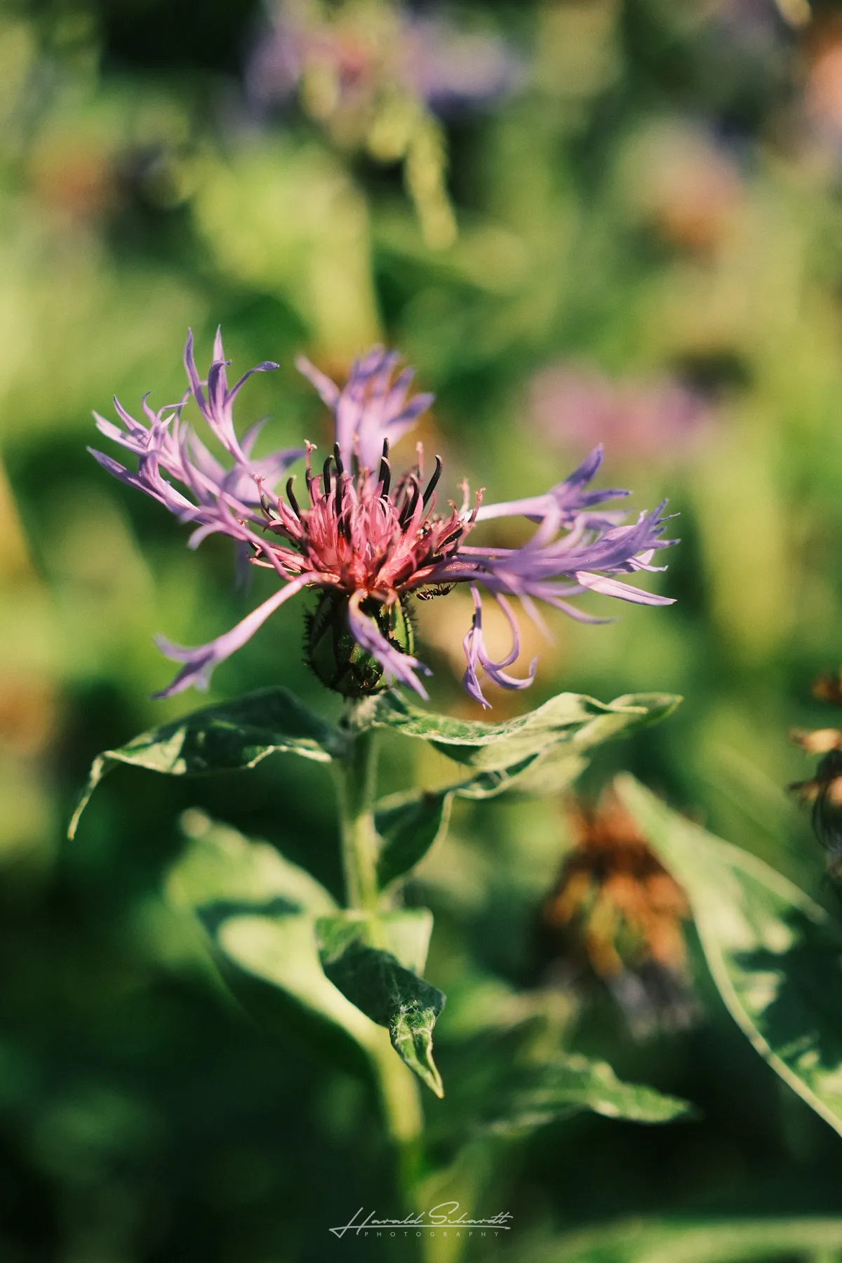 single purple cornflower in close-up, red centre, soft green bokeh background.