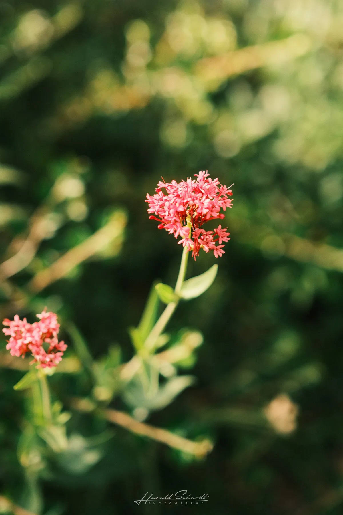 Small pink valerian flower clusters on thin stems, soft green bokeh background.