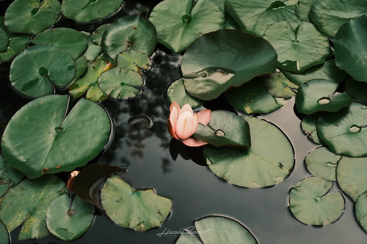 A single pink water lily blooming among dark green lily pads on a still pond.