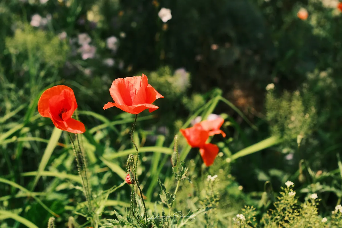 Three red poppies in full bloom in a wildflower meadow, strong sunlight, green bokeh background.