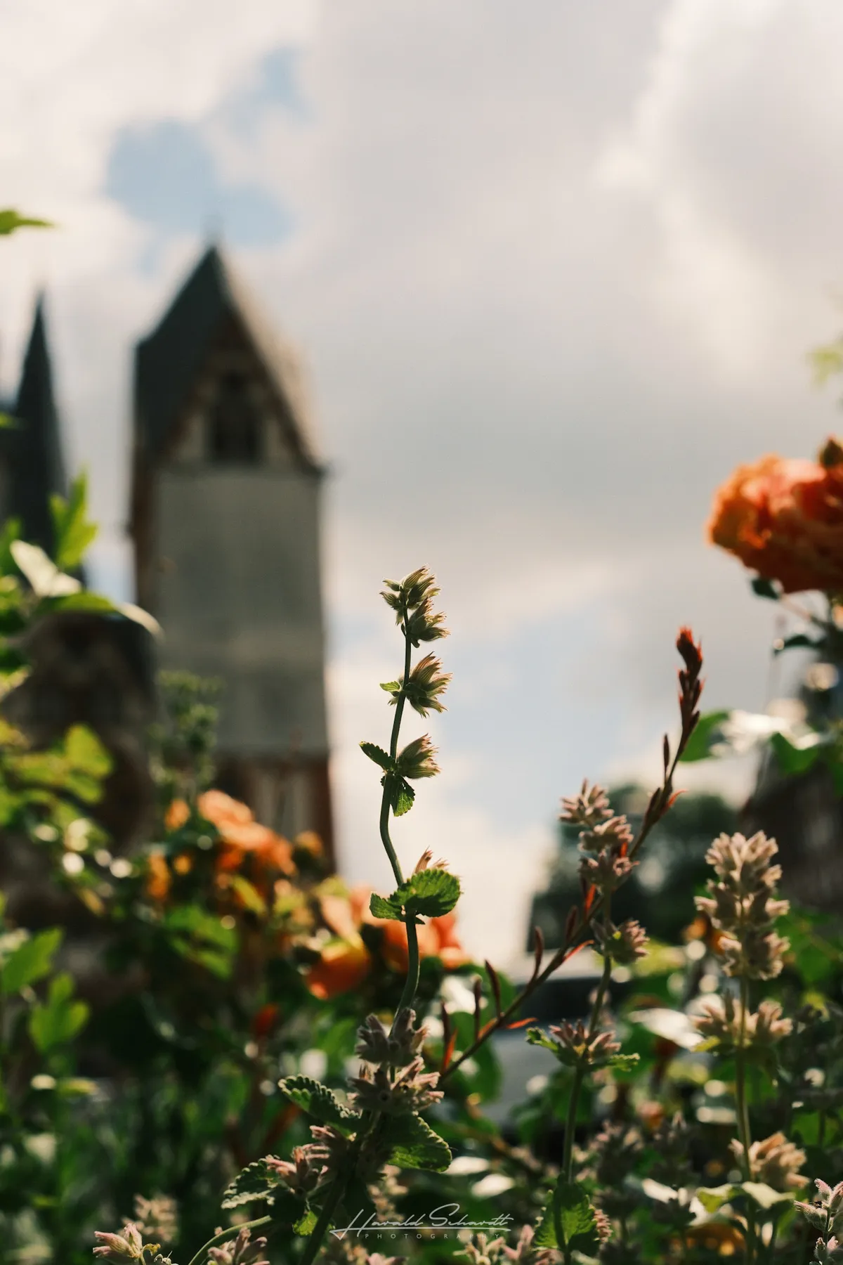 Wild plants and orange roses in the foreground, a church tower blurred against a cloudy sky behind.