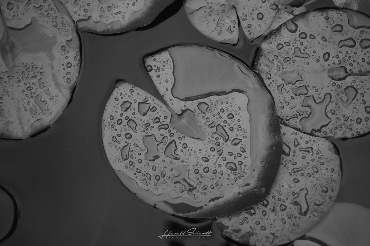 Water droplets resting on lily pads in a pond.