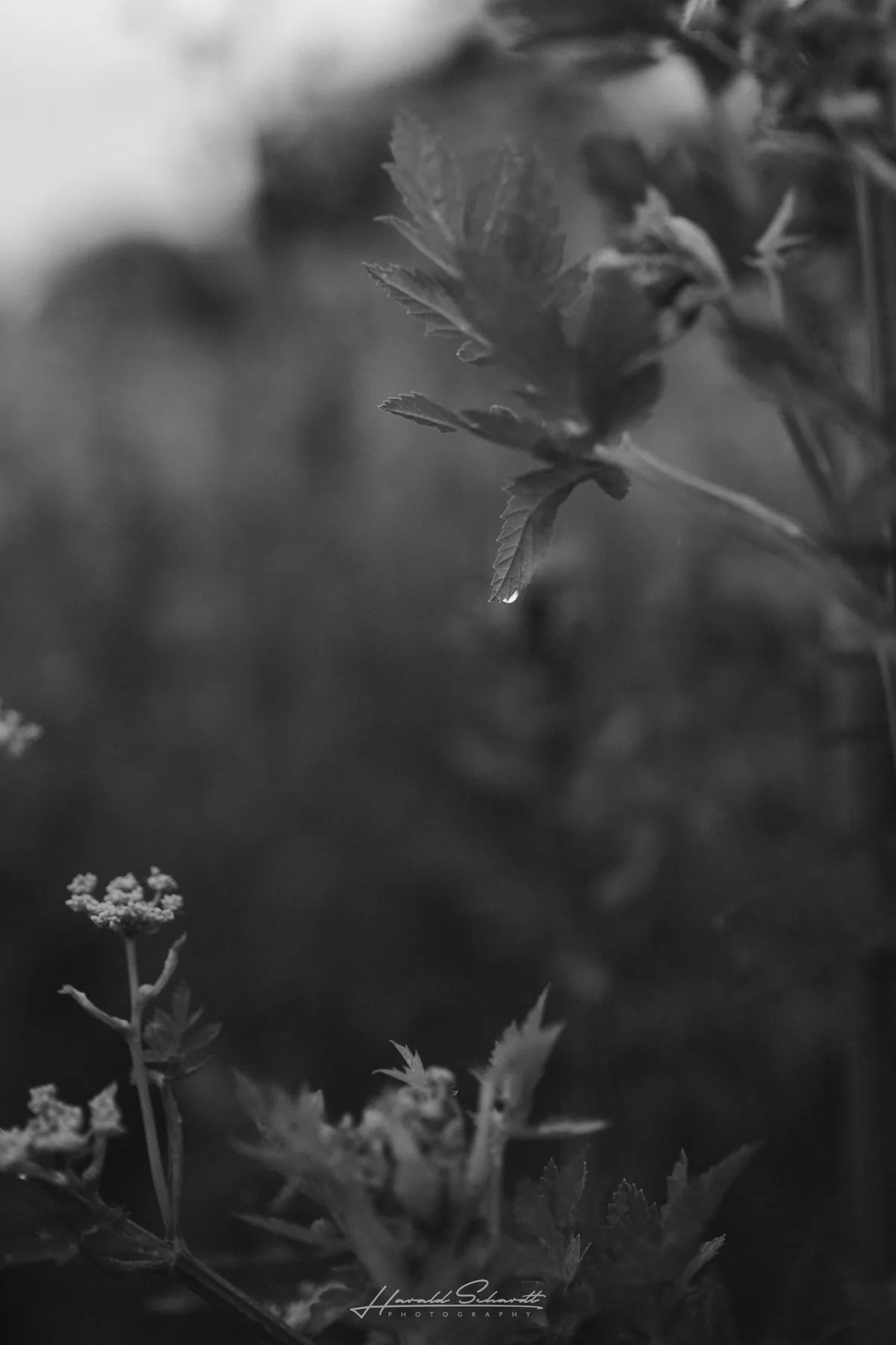 Delicate wildflowers and grass stems with raindrops, softly blurred in monochrome.
