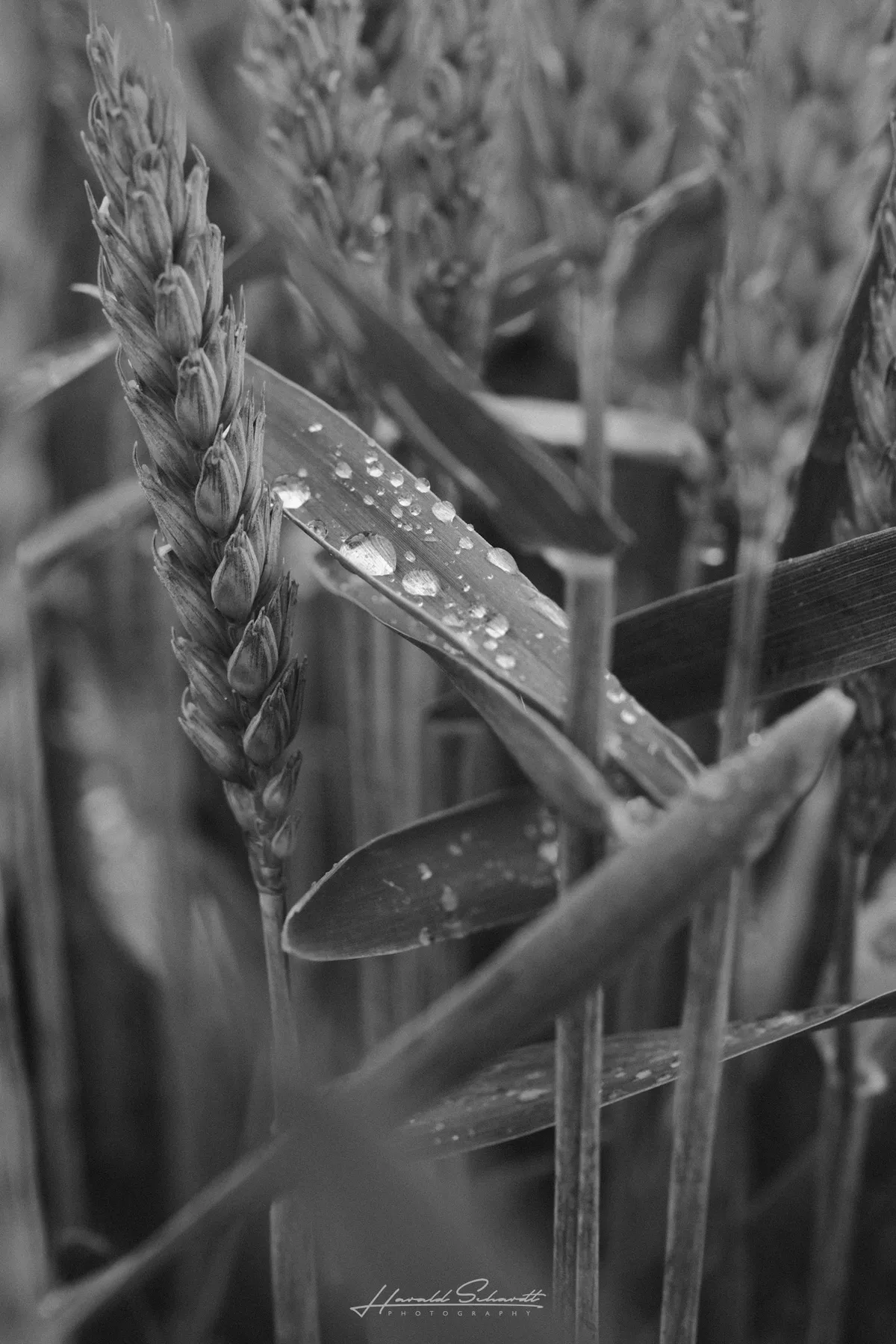 Close-up of a grain stalk covered in raindrops, surrounded by wet leaves and stems in soft focus.