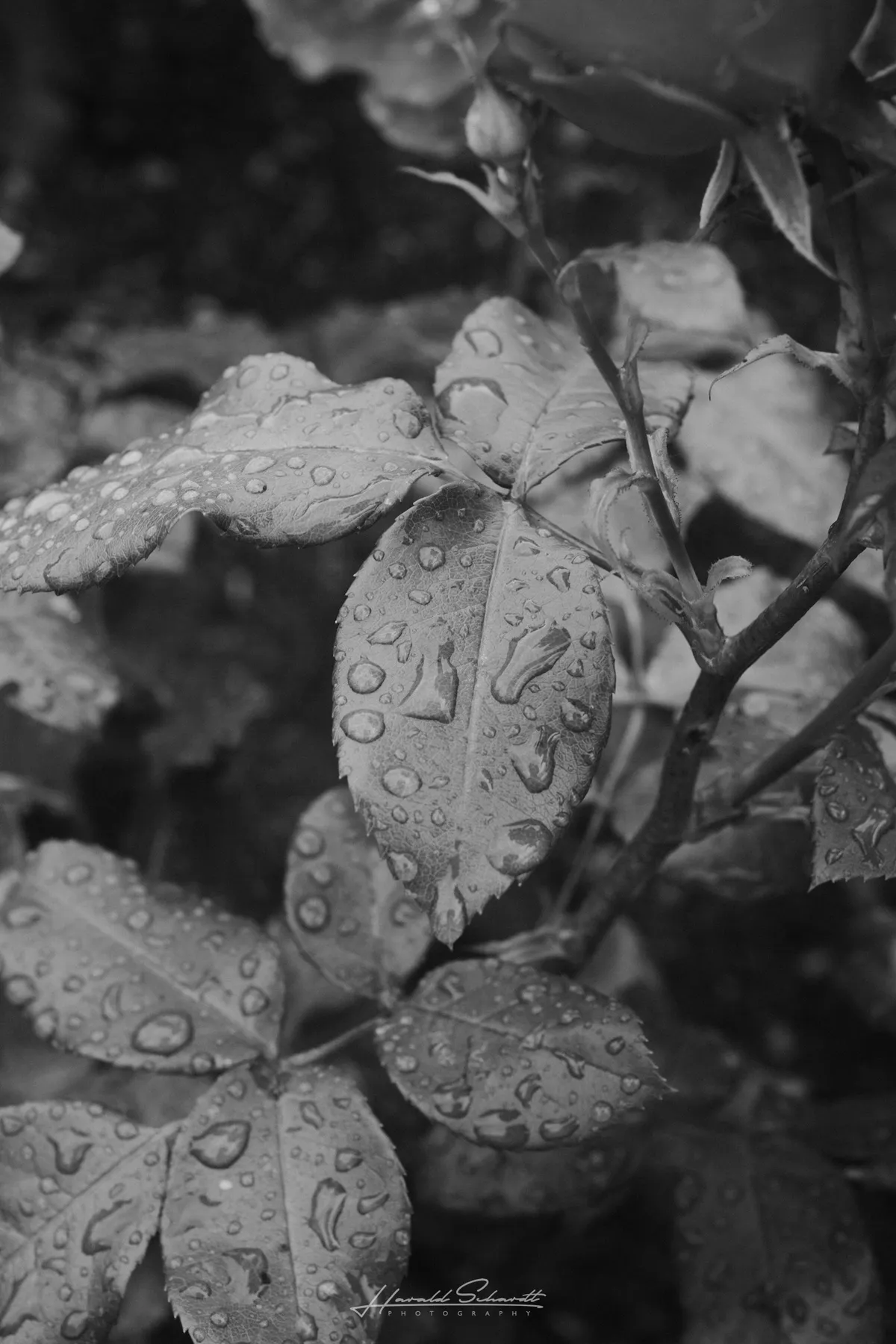 Rose leaves covered in raindrops, photographed close up in black and white.