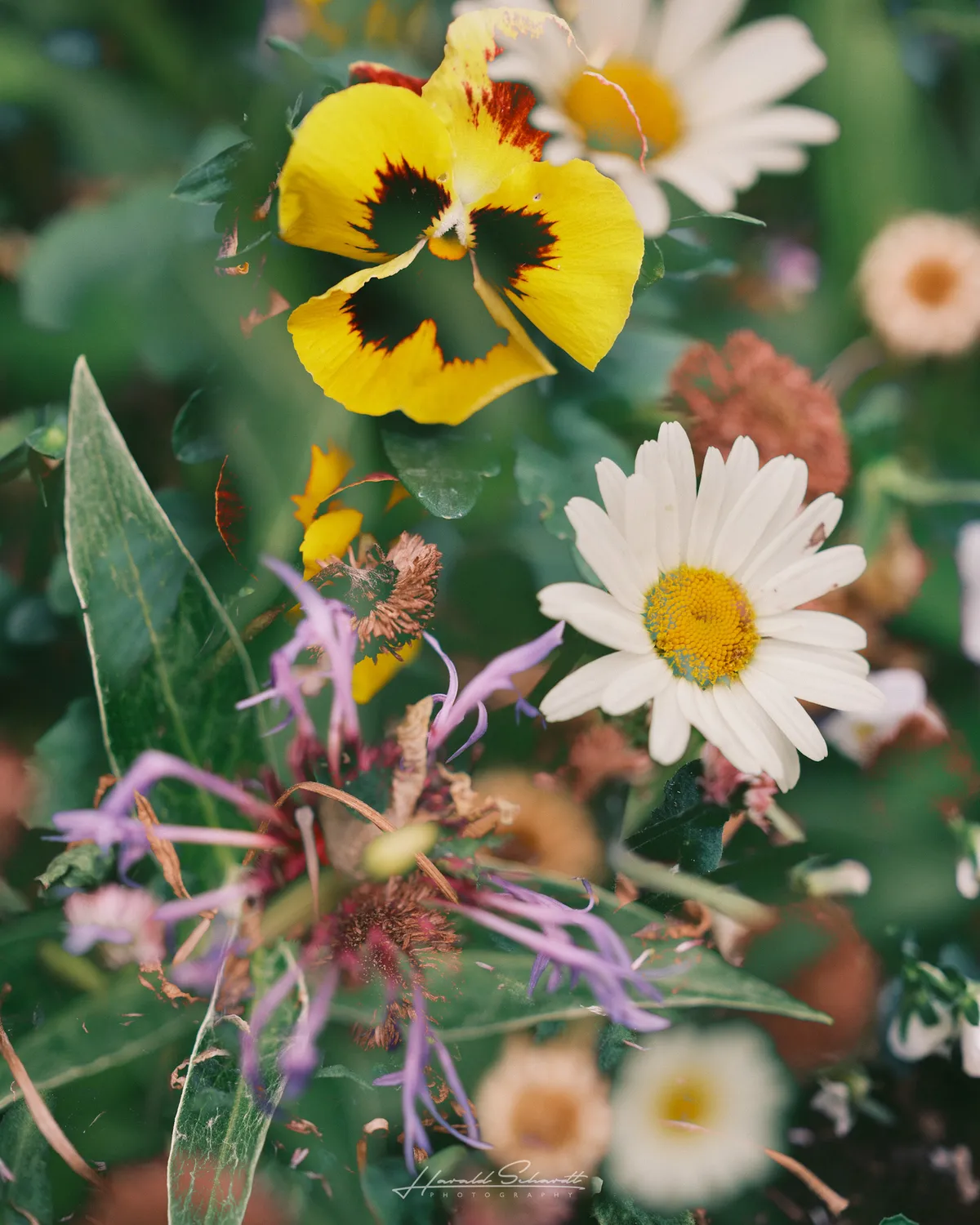 Yellow pansy and white daisy layered together in a multiple exposure photograph.