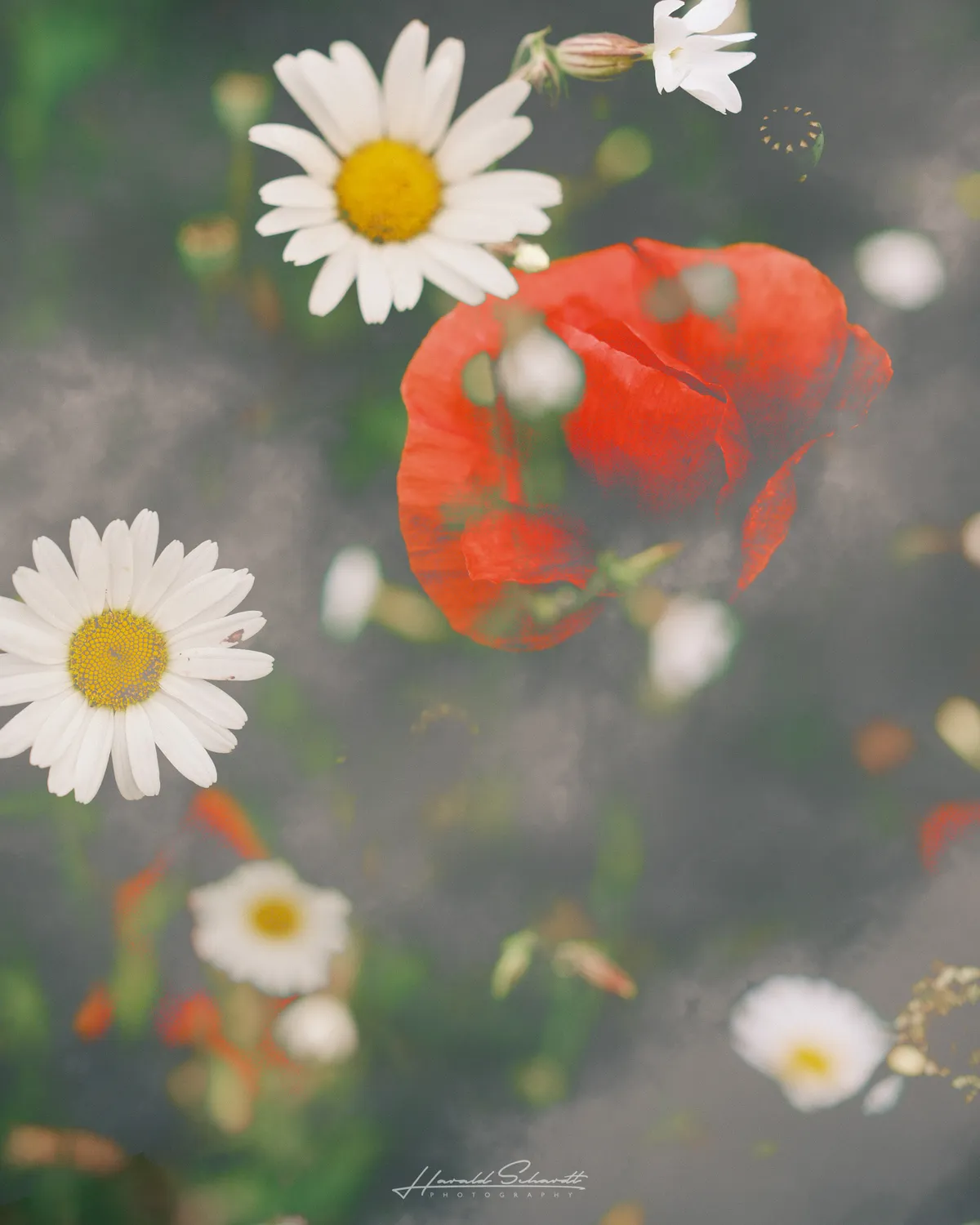Red poppy and white daisies blended in a multiple exposure image.