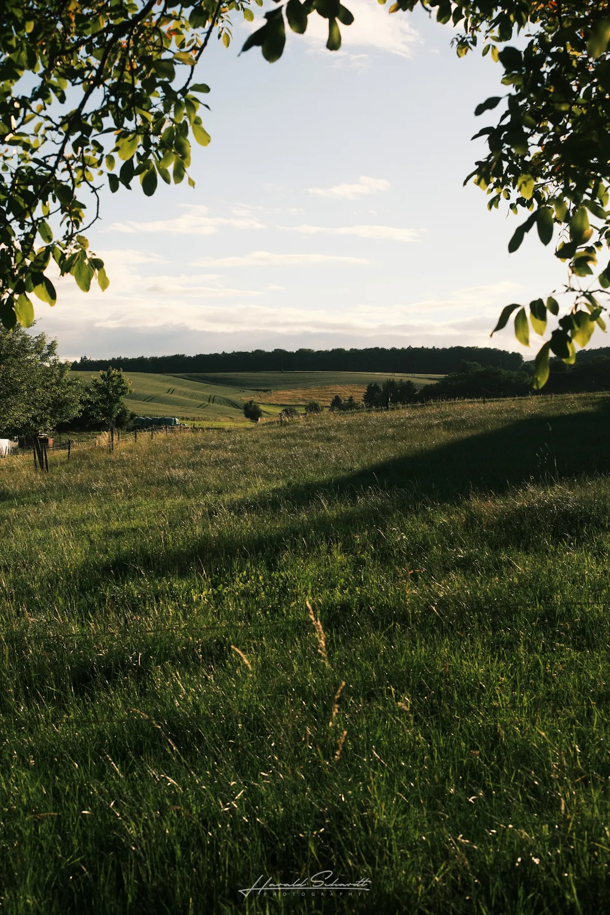 Peaceful rural landscape framed by tree branches and long shadows across the grass.