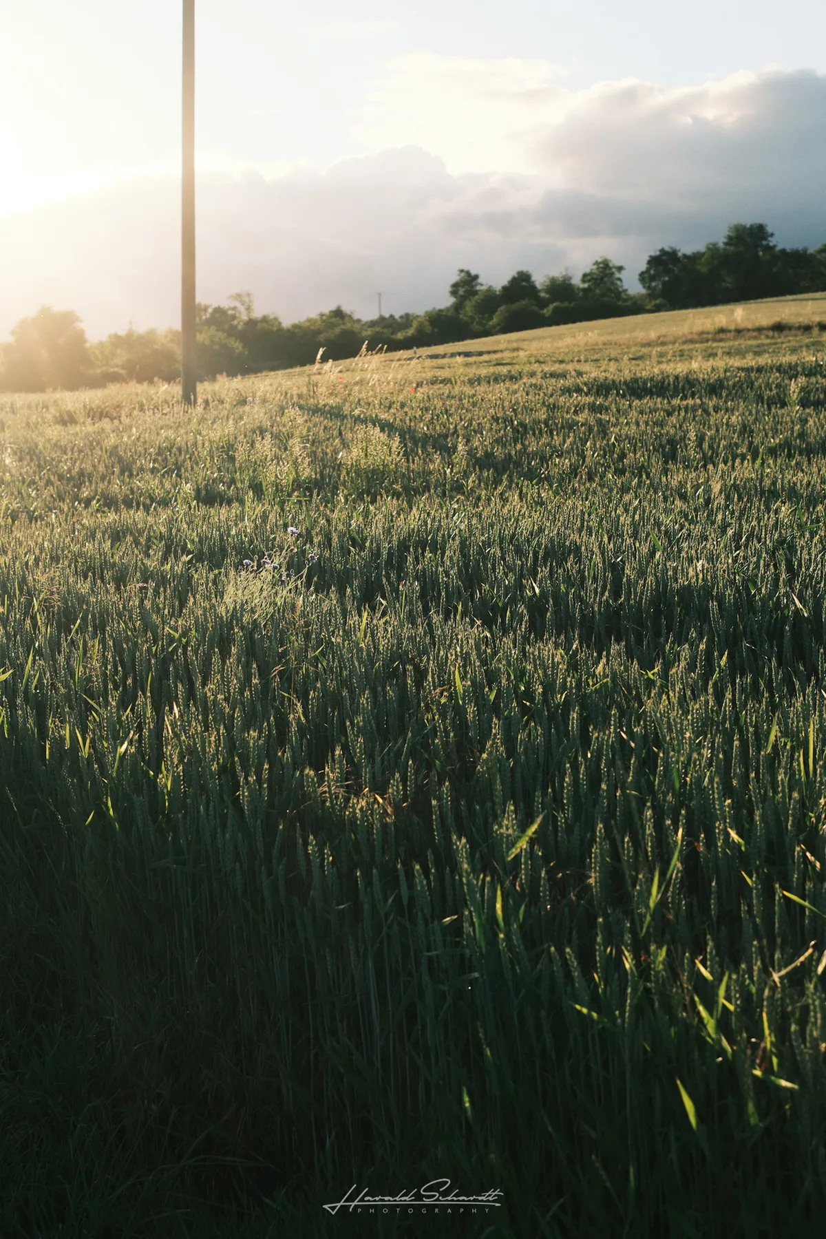 Ripening grain field illuminated by low evening sunlight.