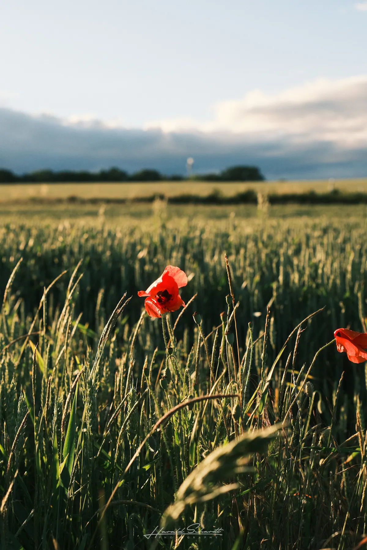 Red poppies growing among tall grass in golden evening light.