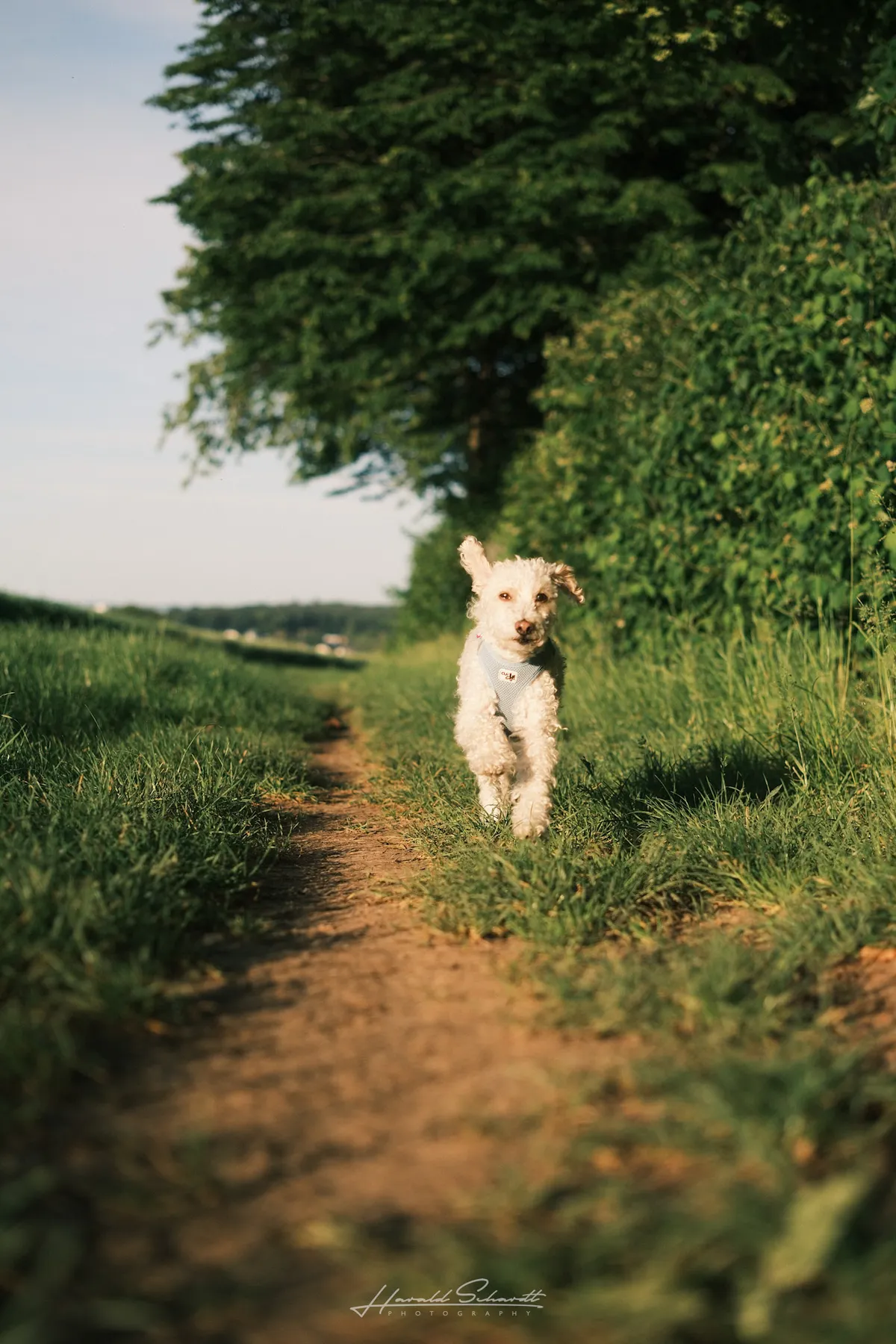 A small white dog walks toward the camera on a grassy path lined with trees and hedges in soft golden light.