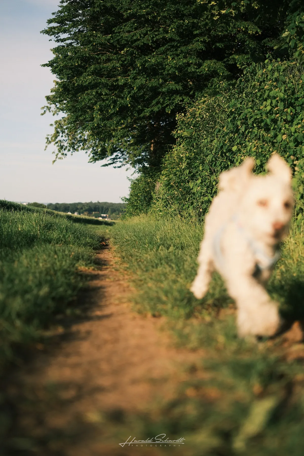 A small white dog runs past the camera on a narrow dirt path between tall grass and trees, blurred by motion in the warm evening light.