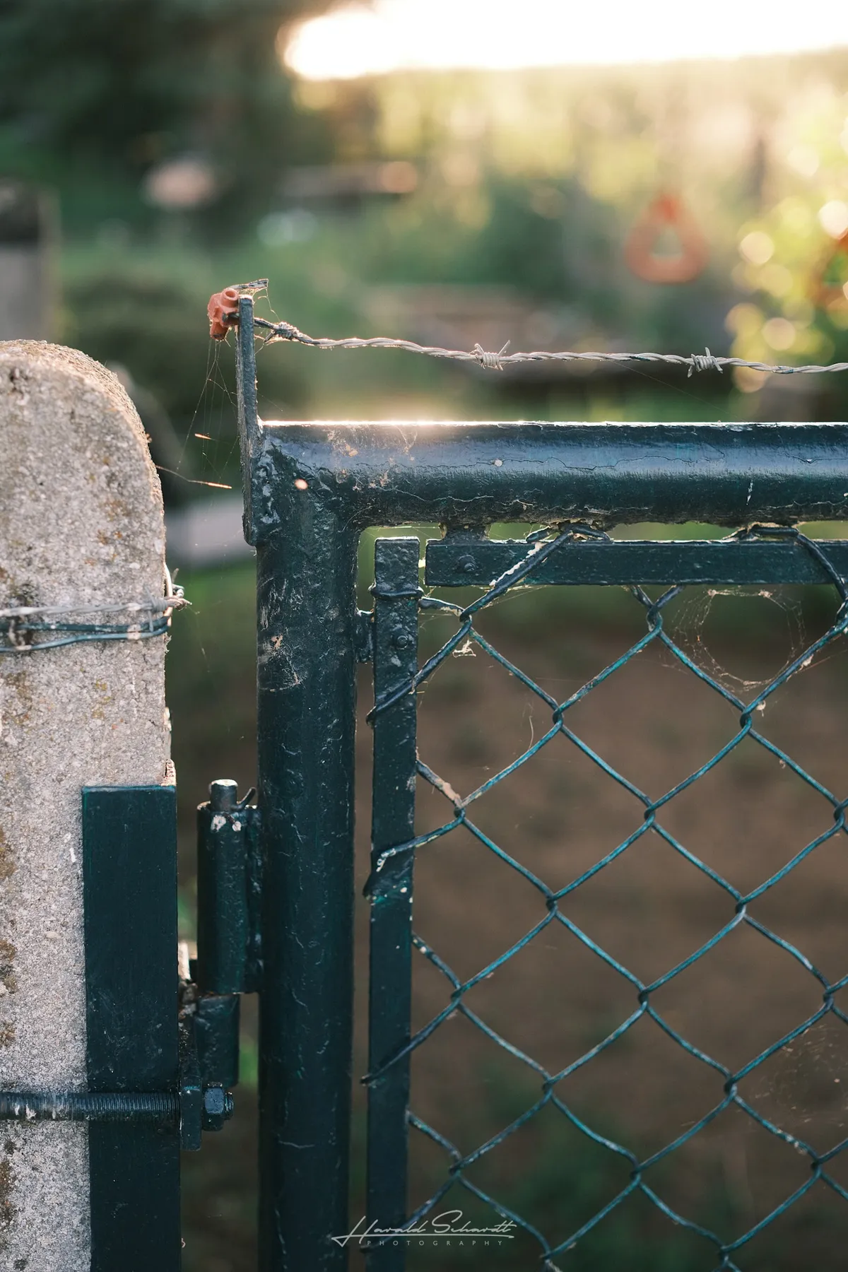 Sunlight catches an old metal garden gate with barbed wire and spider webs glowing in the evening light.