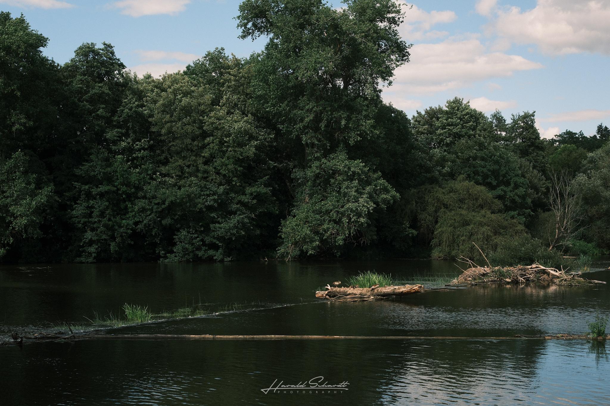 Calm section of the Lahn river with floating driftwood and dense trees along the bank.