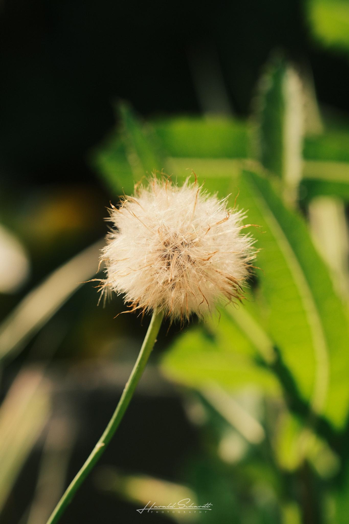 Dandelion seed head in warm sunlight