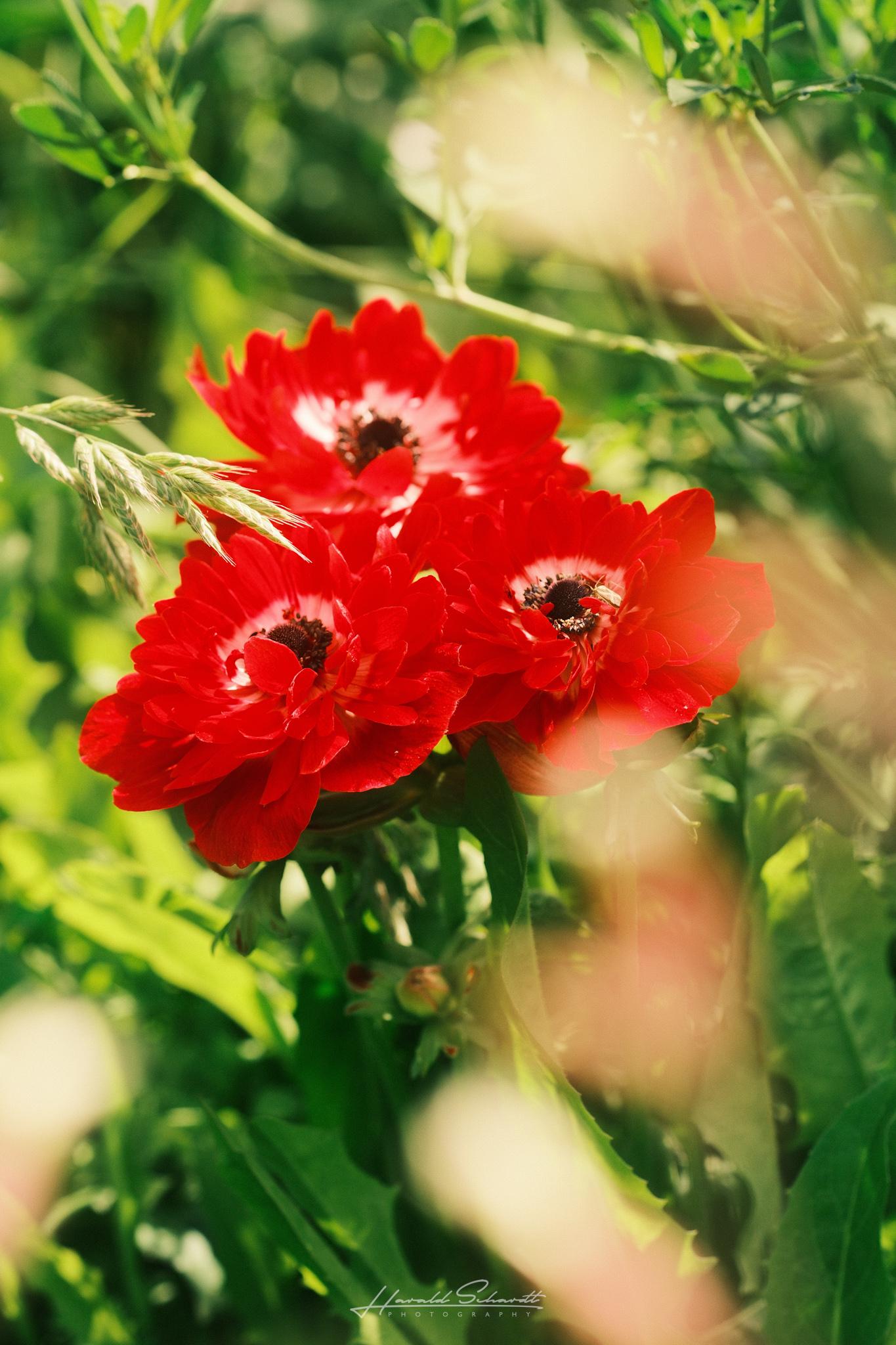 Bright red flowers framed by blurred plants