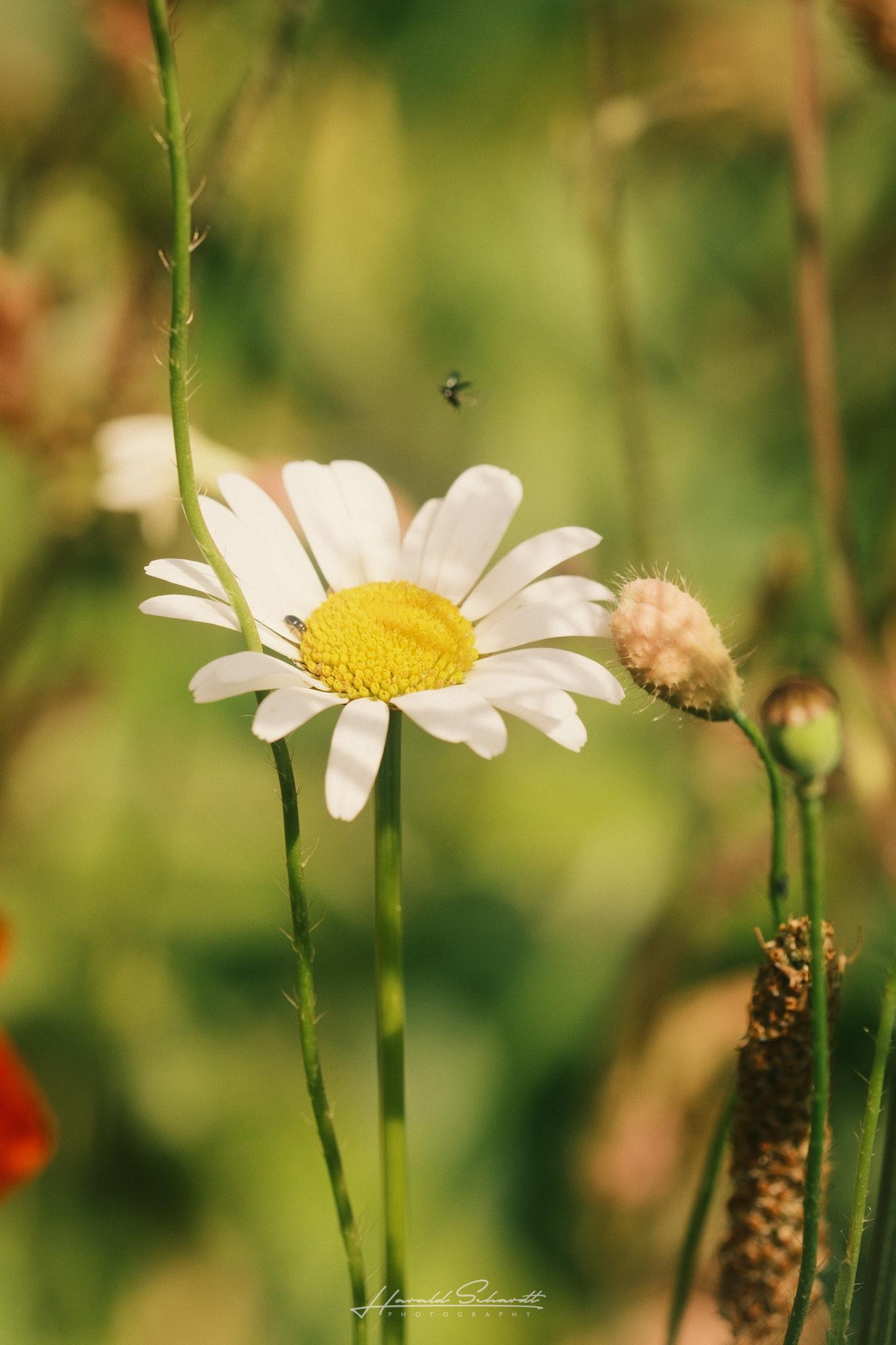 Single daisy in warm afternoon light