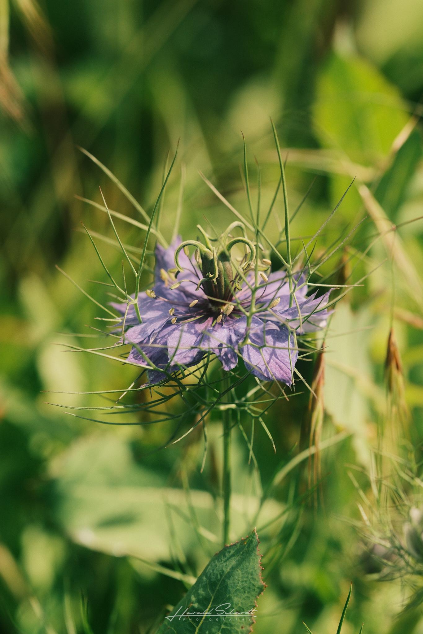 Purple love-in-a-mist flower among green stems