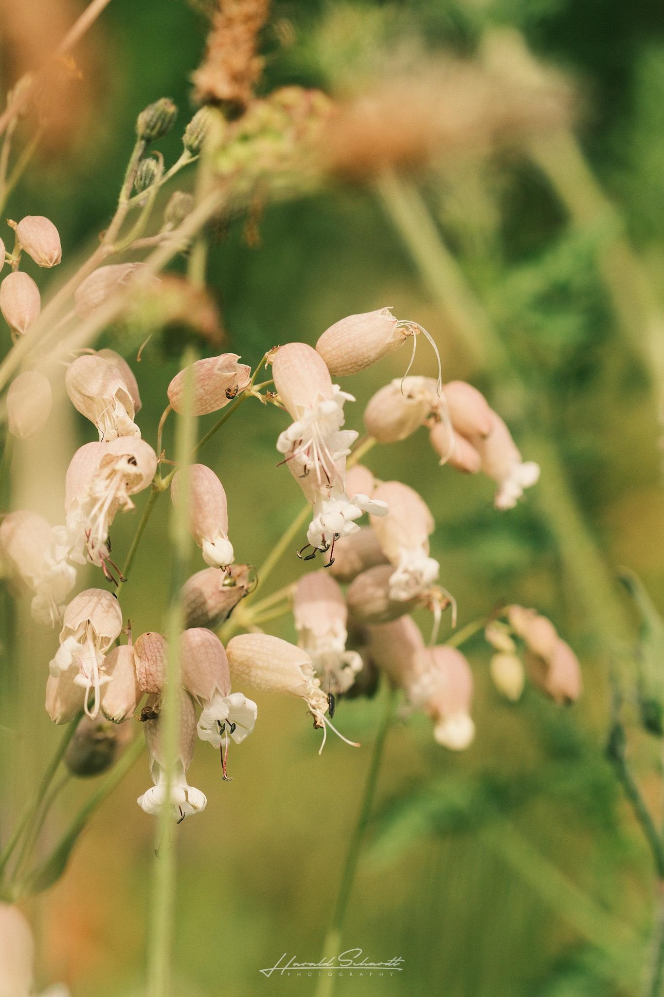 Pale pink flowers in a wild garden