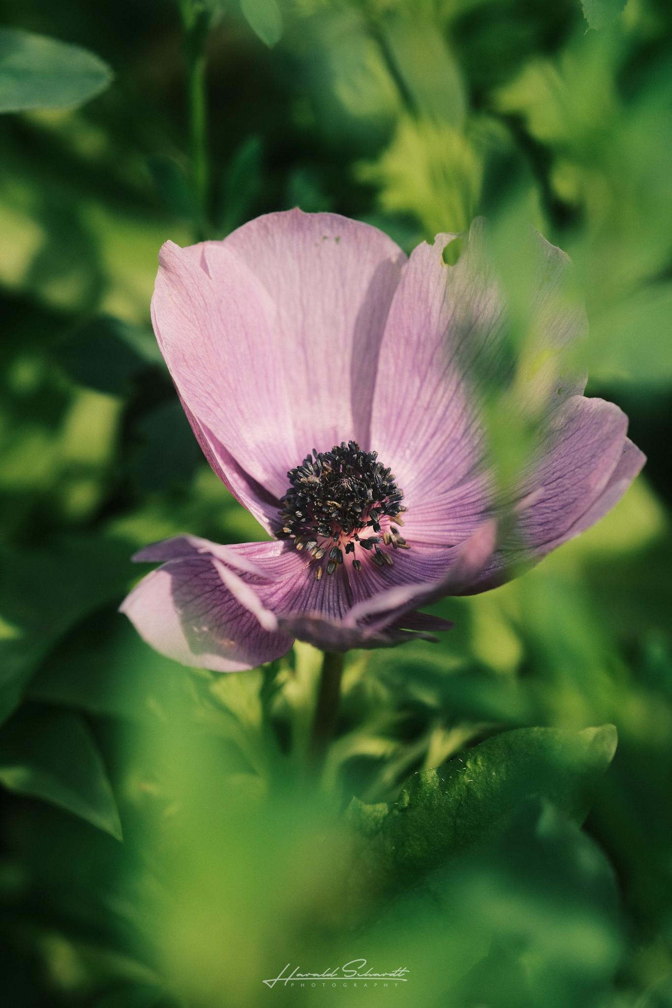 Pink flower surrounded by soft green foliage