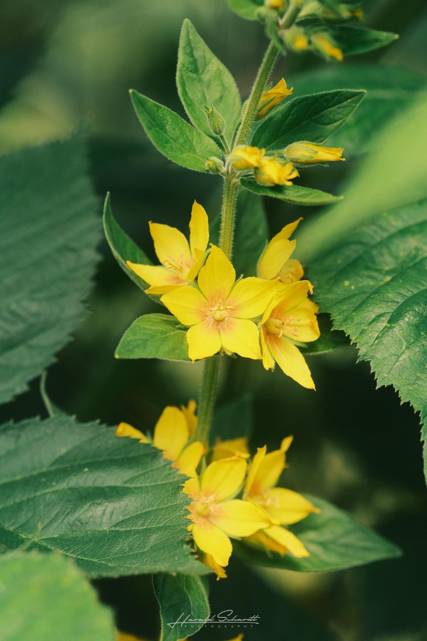Small yellow flowers surrounded by green leaves