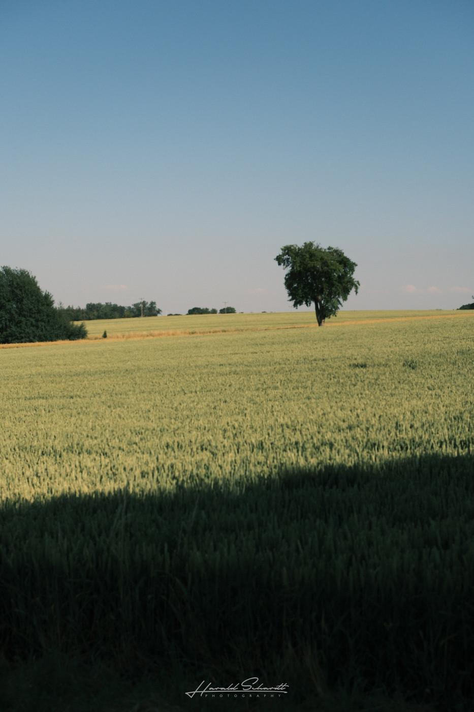 A lone tree rising above a field of green crops in the evening light.