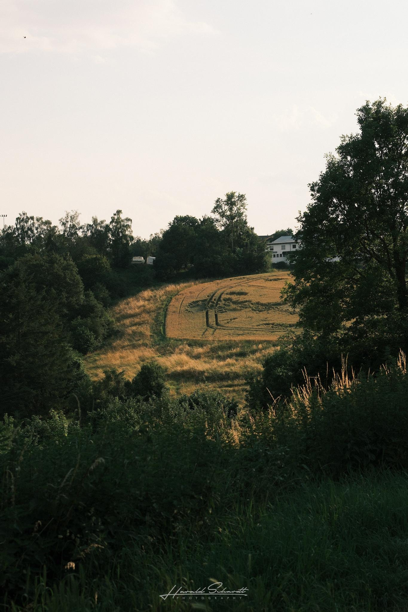 View across green shrubs toward gently rolling fields below the village sports hall, with golden evening light highlighting the grain and trees framing the scene.