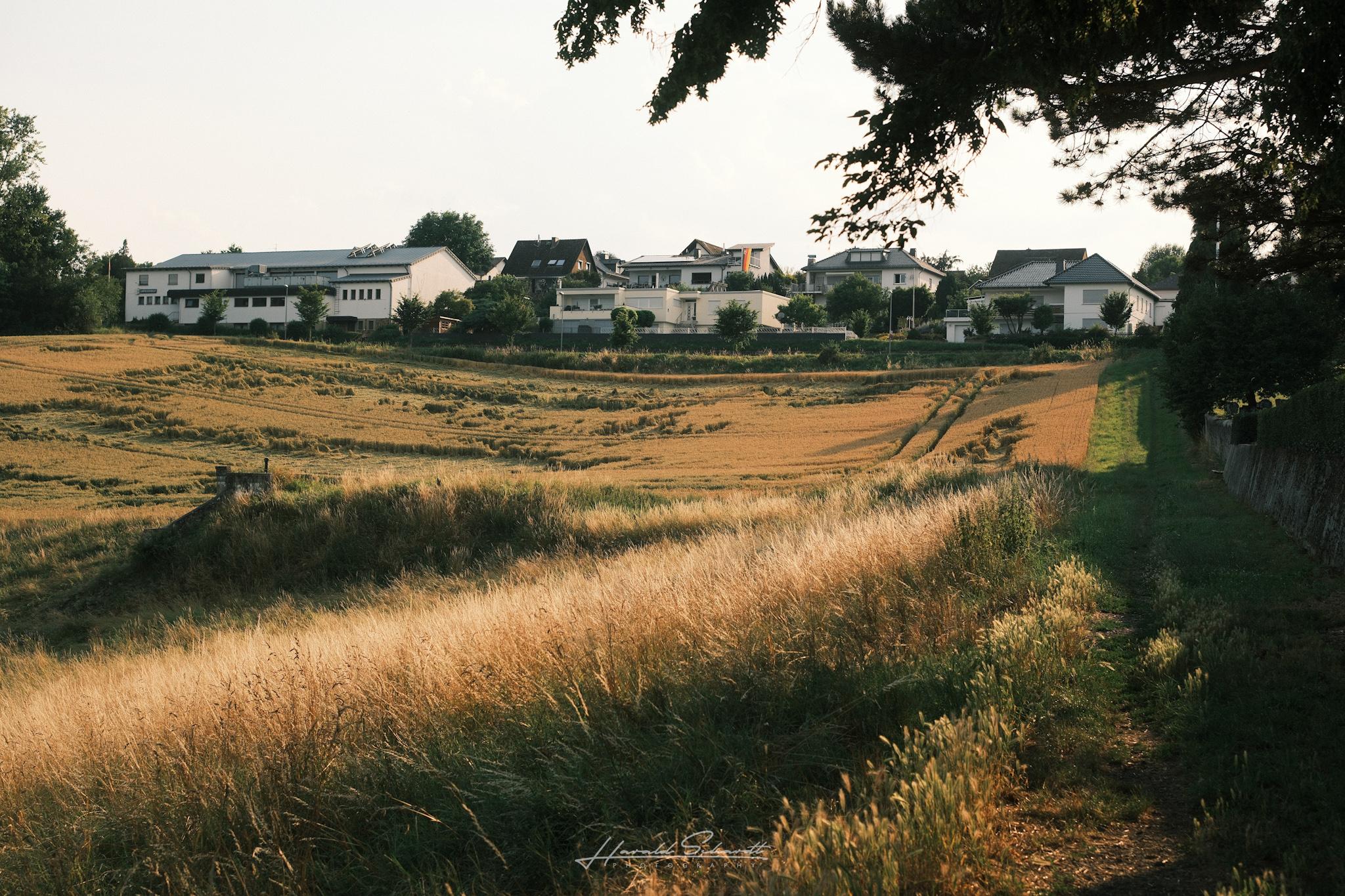 View from a narrow path below the cemetery across golden fields toward the village, with houses, the sports hall, and a small old water house partially hidden near the edge of the field in warm evening light.