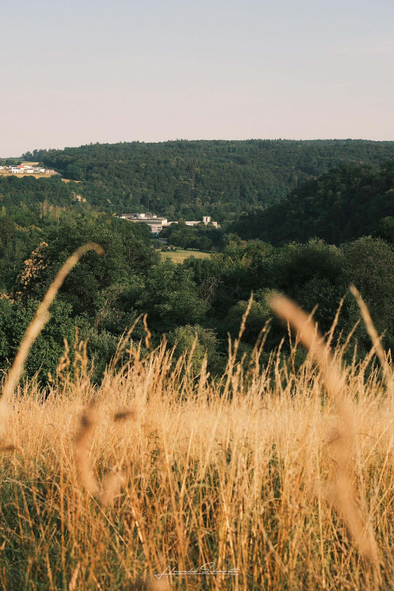 Golden summer grass in the foreground overlooking the Lahn Valley, with the Fachingen mineral water bottling plant nestled among the trees below.