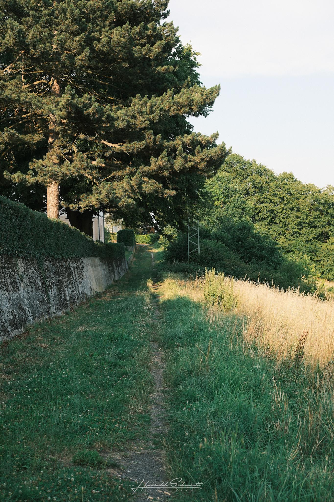 A narrow dirt path runs between a cemetery wall and a grassy hillside, lined with tall pine trees and wild grass in warm evening light.