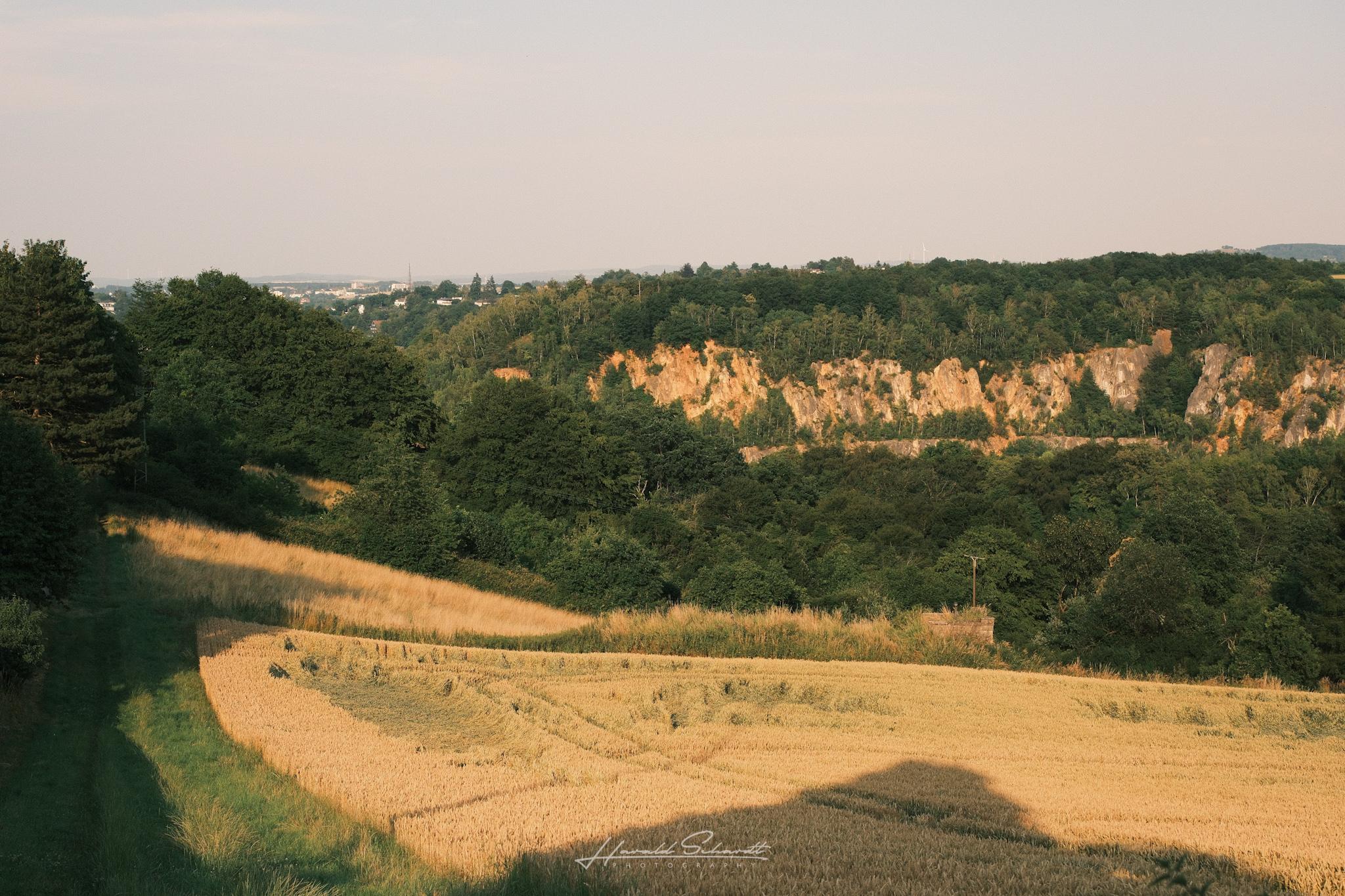View across a golden grain field toward a tree-covered hillside with the exposed rock faces of an old quarry glowing in the warm evening light under a hazy summer sky.