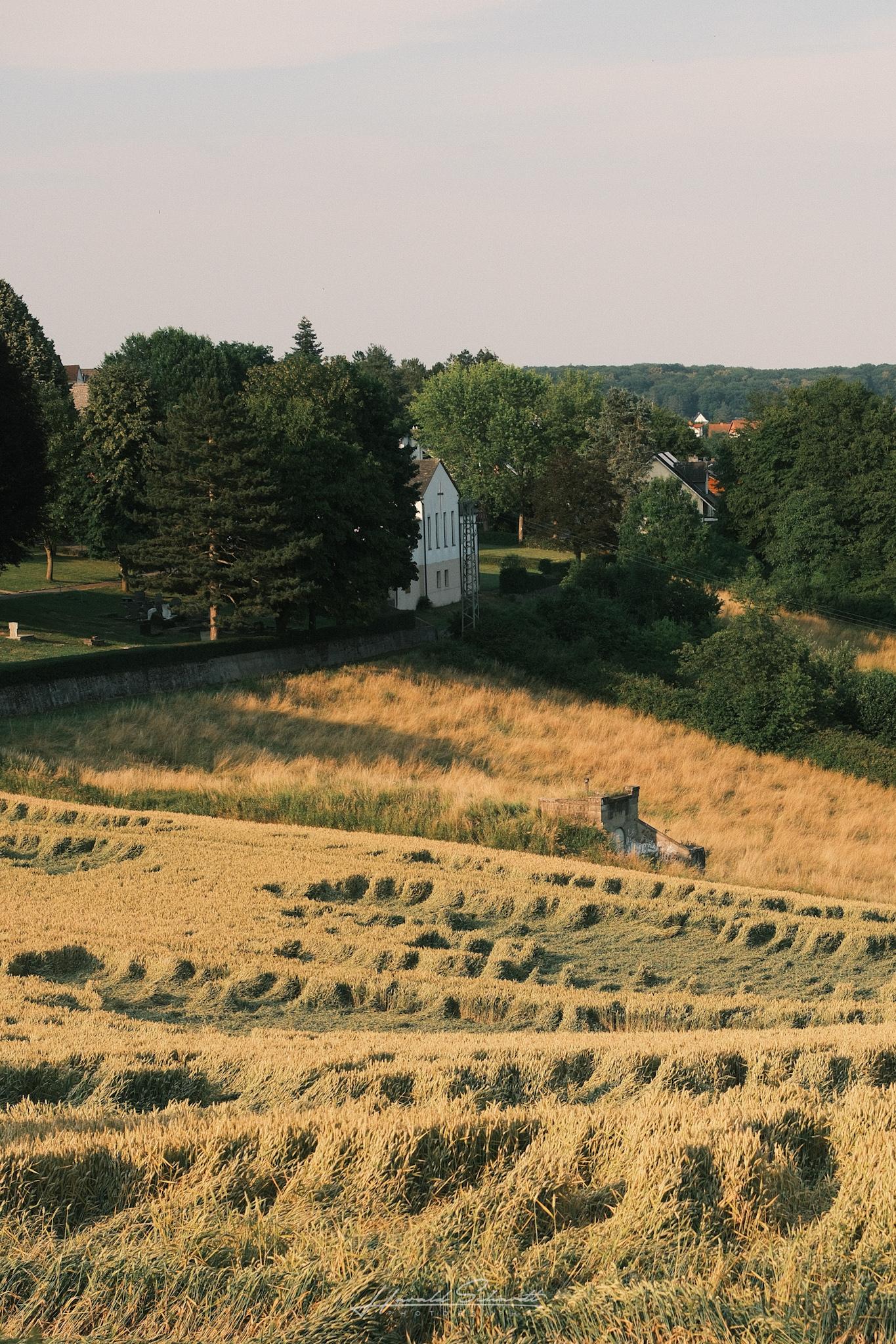 Golden grain fields in the foreground with an old stone water house near the edge of the field. In the background, the rear of a small white cemetery chapel is partially visible among tall trees in warm evening light.