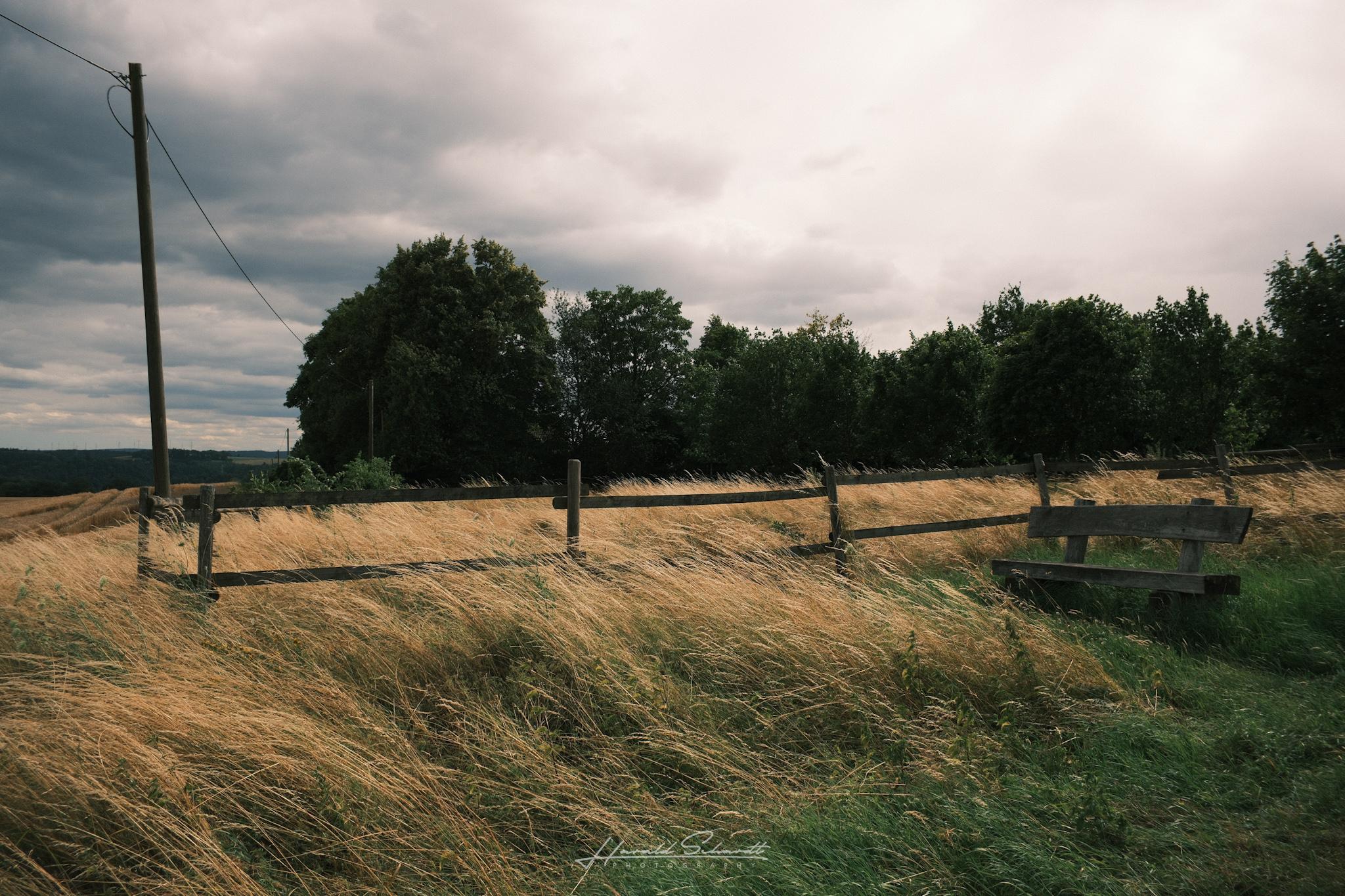 Tall grass bends in the wind beside a weathered wooden fence beneath an overcast sky.