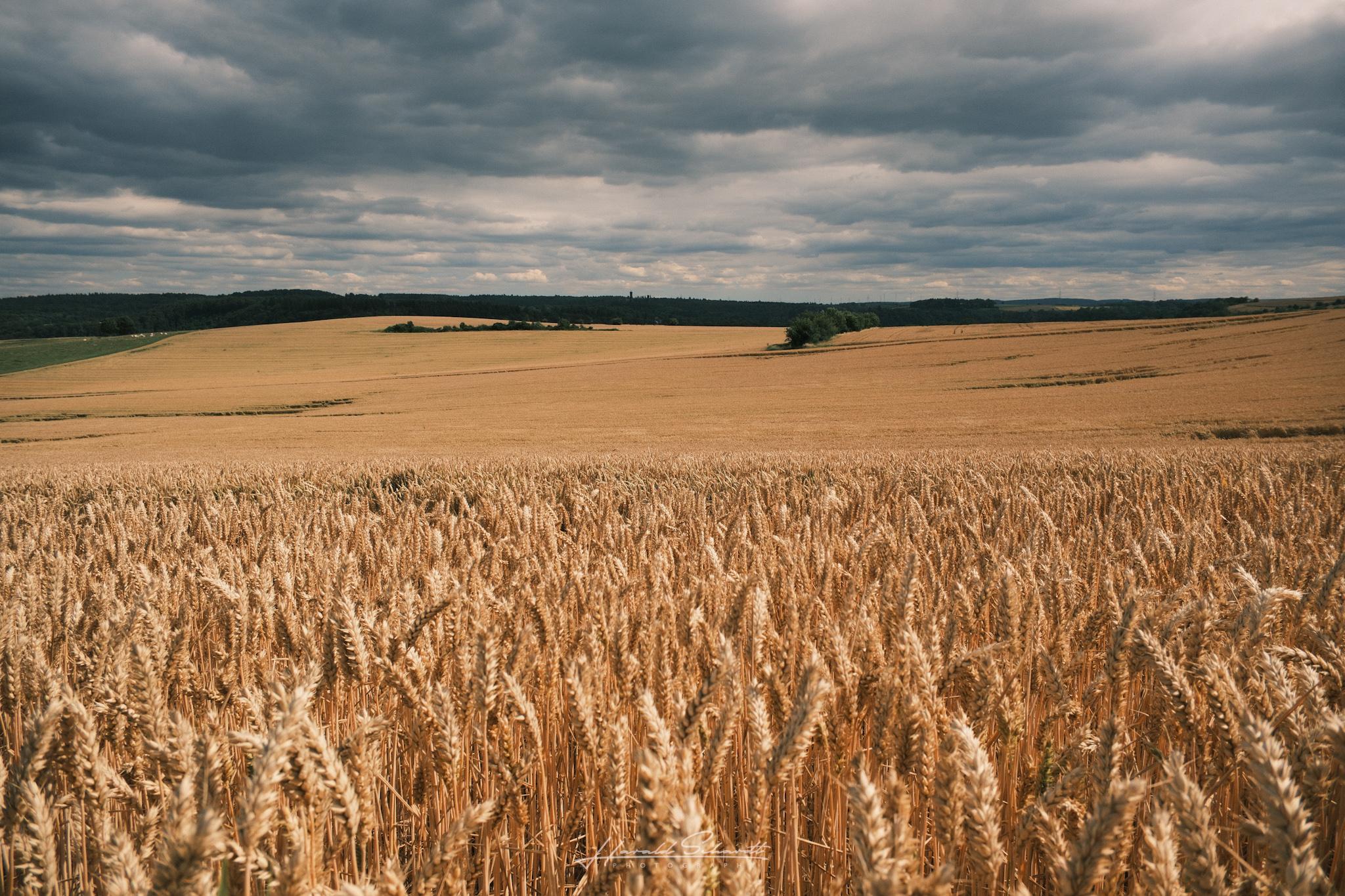 Ripe wheat fills the foreground while rolling fields stretch toward the horizon beneath heavy summer clouds.