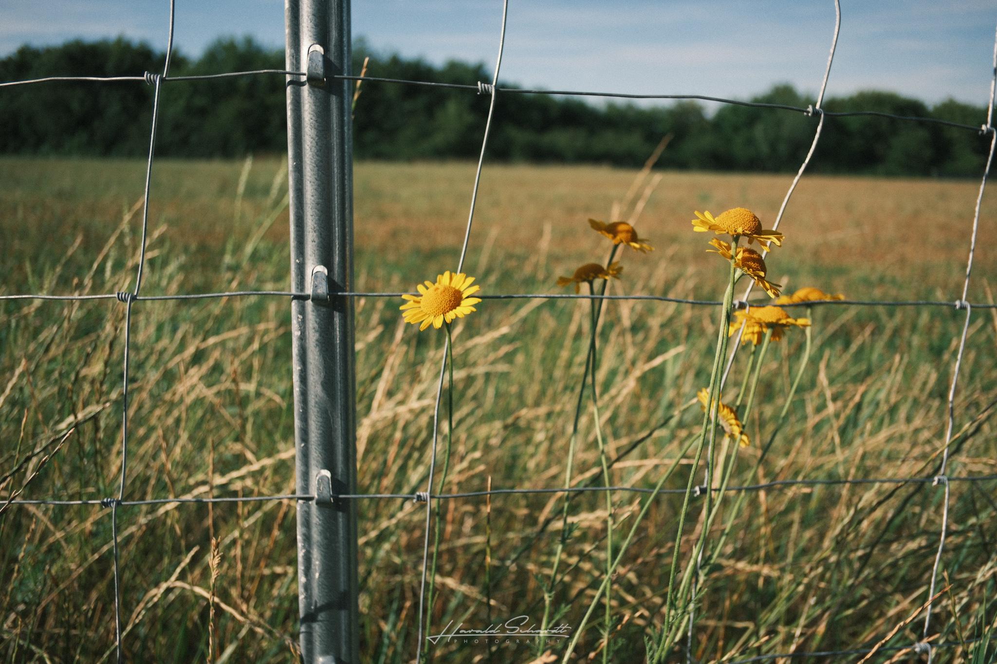 Close-up of yellow wildflowers growing along a wire fence, blurred field and treeline in the background.