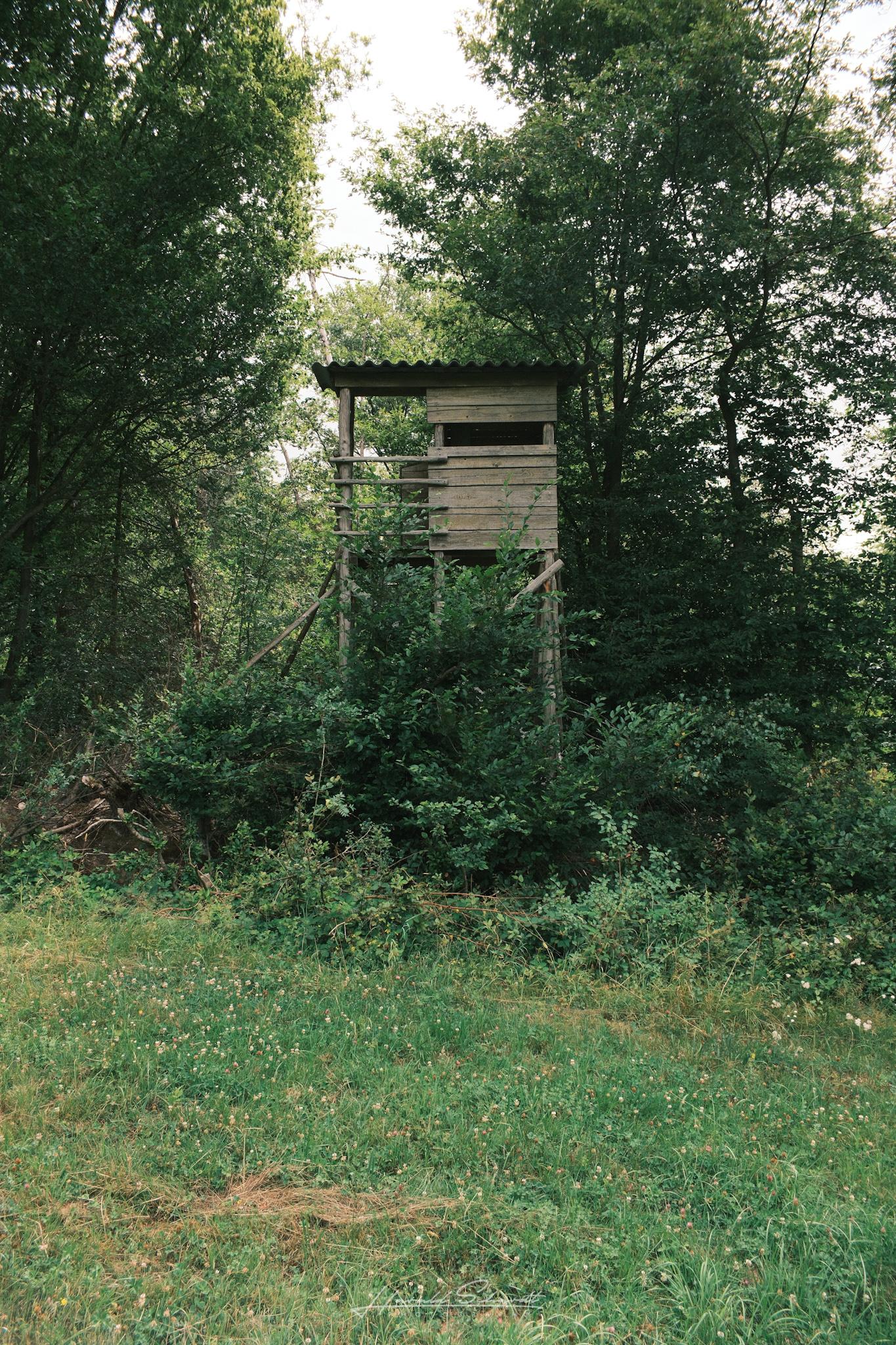 Weathered wooden raised hunting hide tucked among trees and dense undergrowth at the forest edge