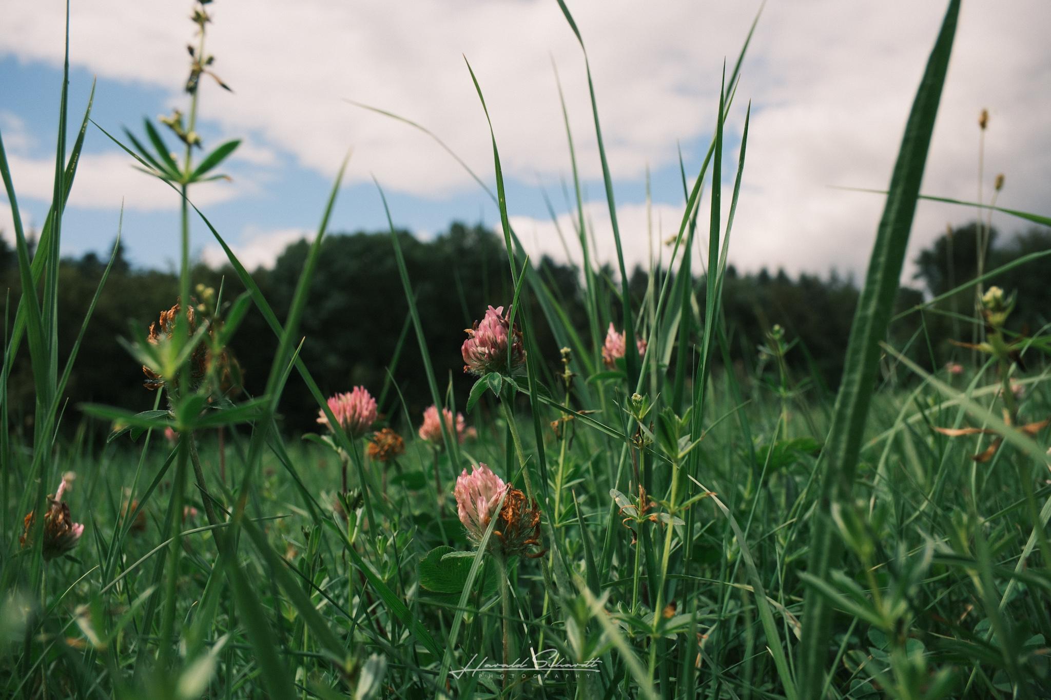 Low-angle close-up of pink clover blossoms among tall grass blades, forest treeline in the background.