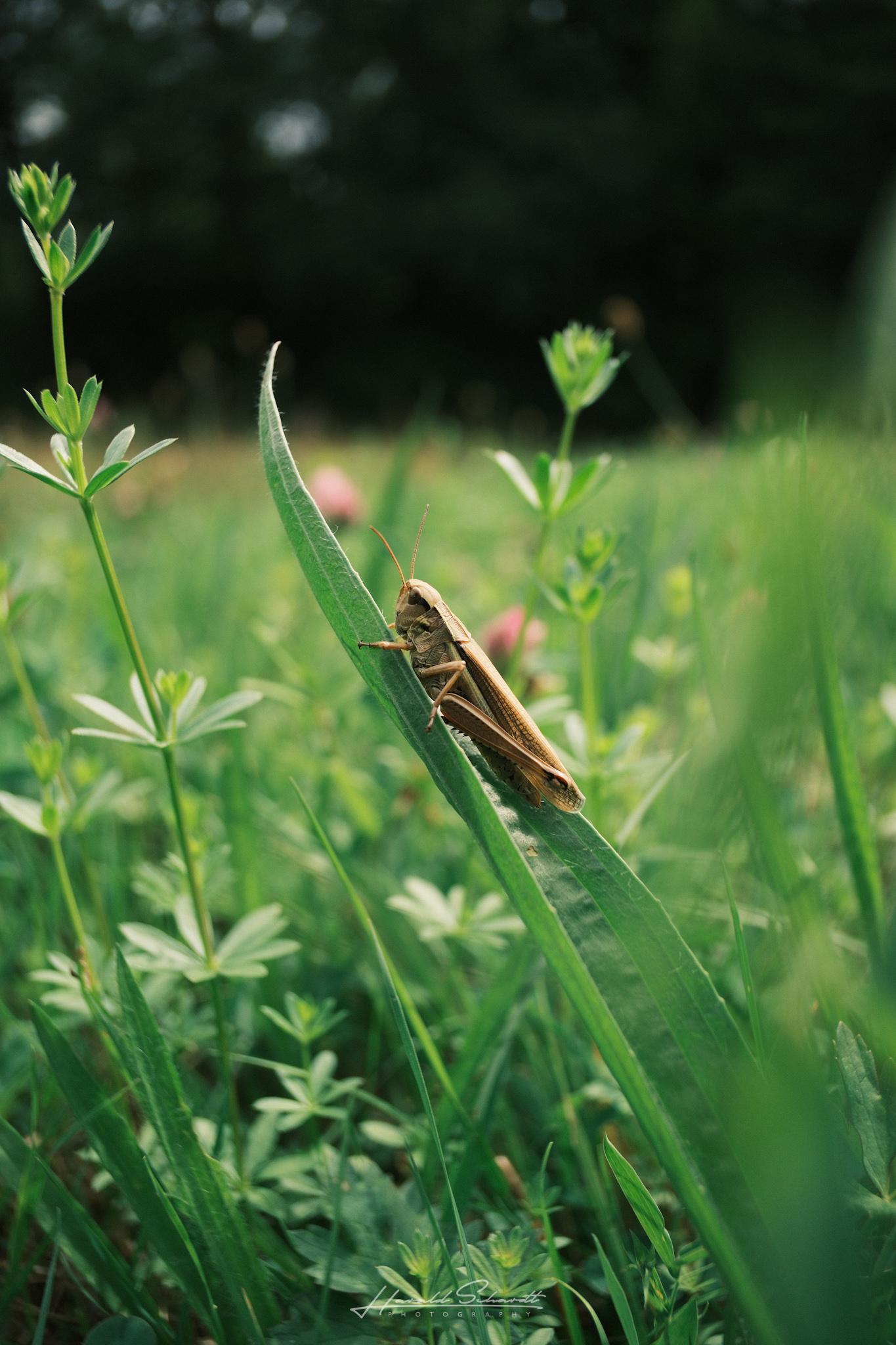 Grasshopper clinging to a grass blade, antennae raised, surrounded by clover and wildflowers in a meadow.