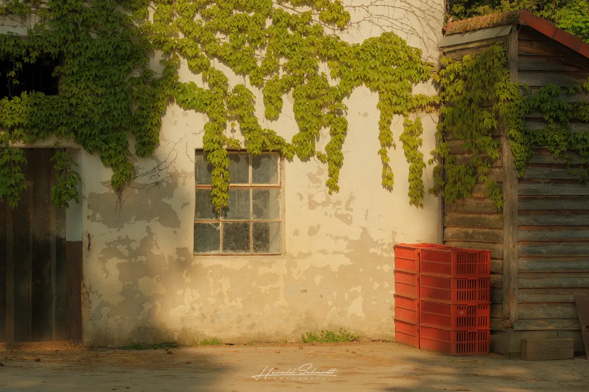 An old whitewashed wall with peeling plaster, half-covered in green ivy. A weathered six-pane window in the centre. A stack of red plastic crates leaning against a wooden barn structure on the right. Warm afternoon light.