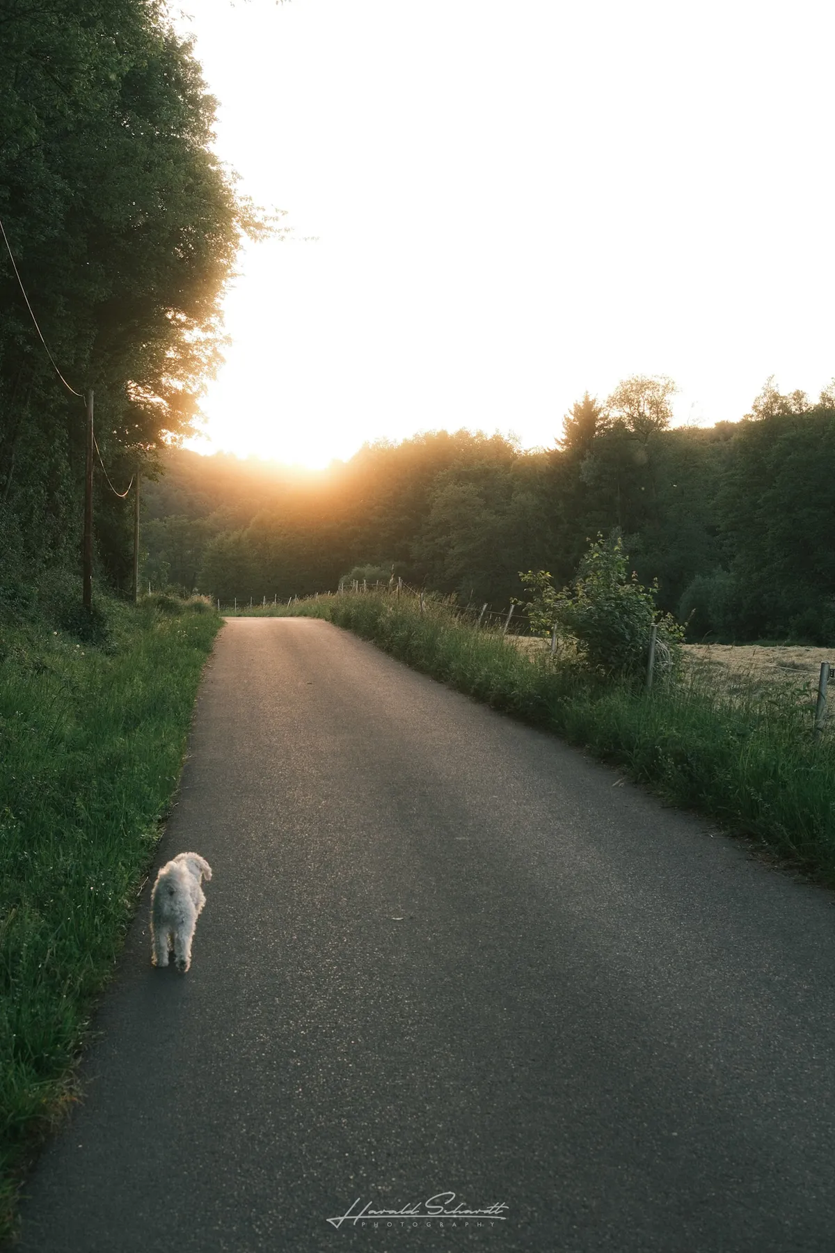 Dog walking along a country road at sunset.