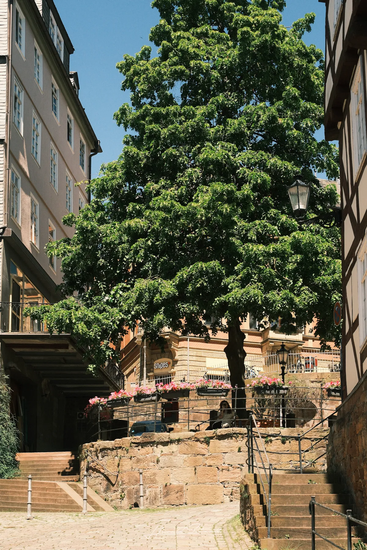 A large tree filling the sky between old buildings in Marburg, stone steps and flower boxes below.