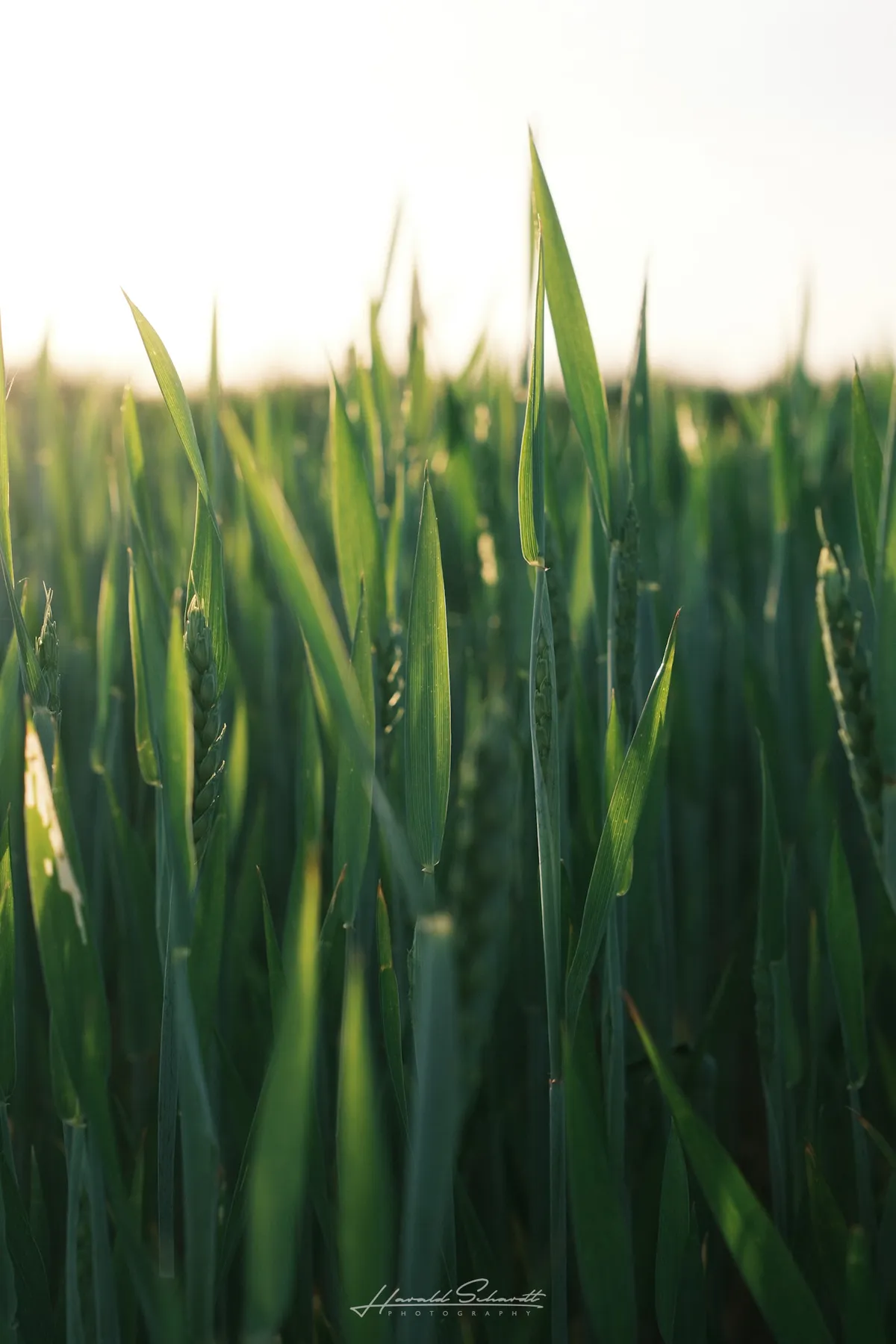 Close view of green grass lit by the evening sun.