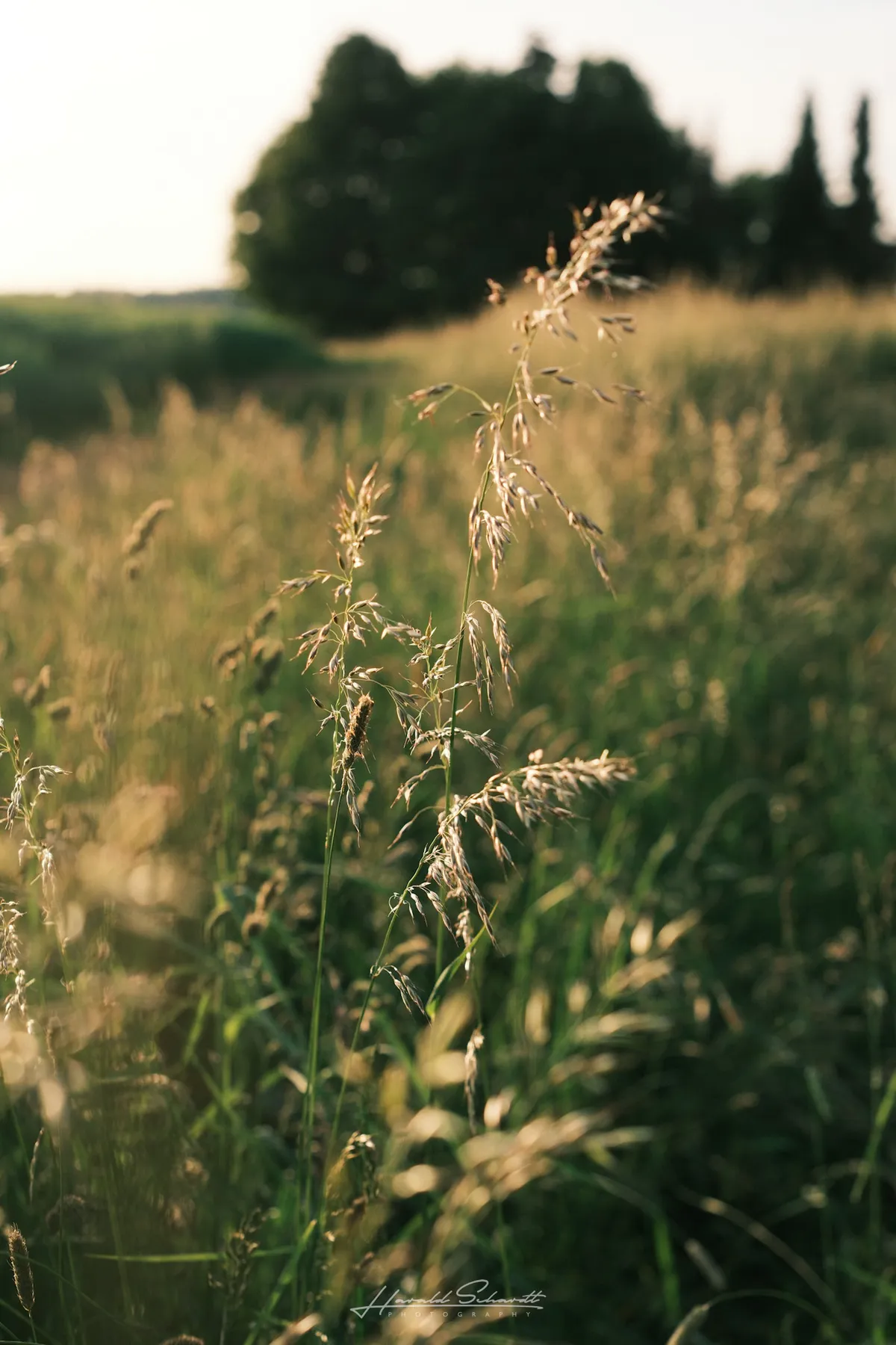 Sunlit grass during golden hour.