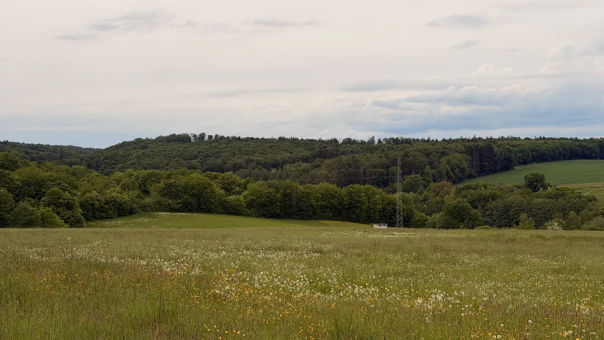 Open meadow with wildflowers in the foreground, a treeline along the horizon, overcast sky.