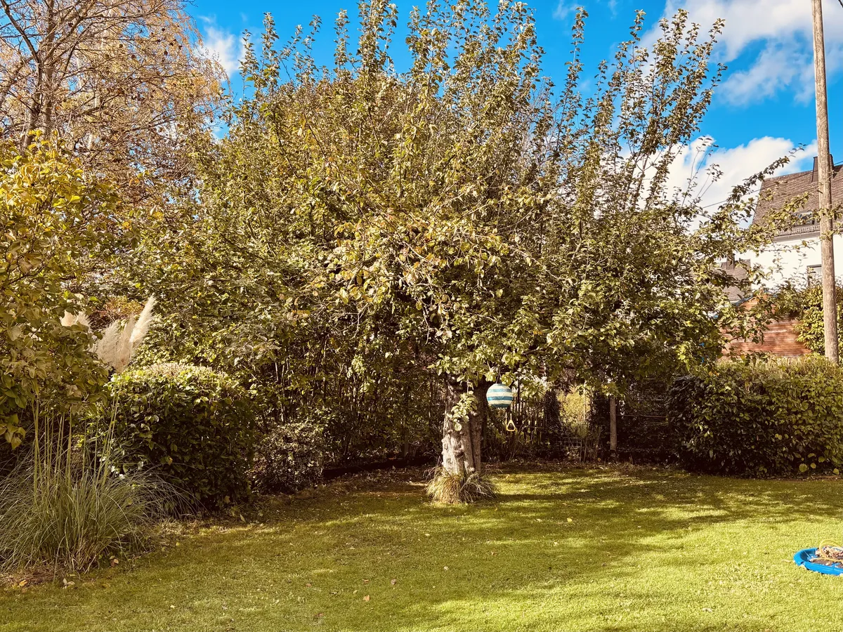 The old apple tree in full leaf, standing in a garden on a sunny day.