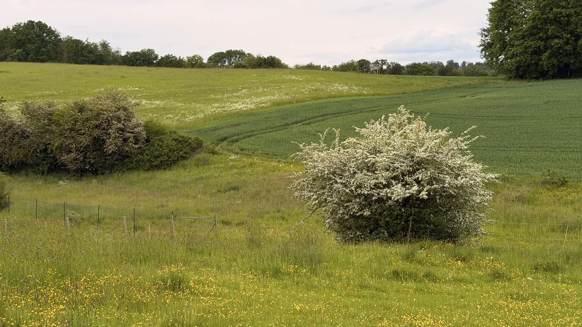 Gently rolling green pasture with a single flowering white shrub in the centre. Trees along the upper edge.
